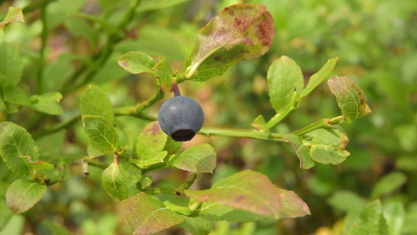 Nikon Coolpix P610 sample photo. Blueberries, blueberry, vitamins photography