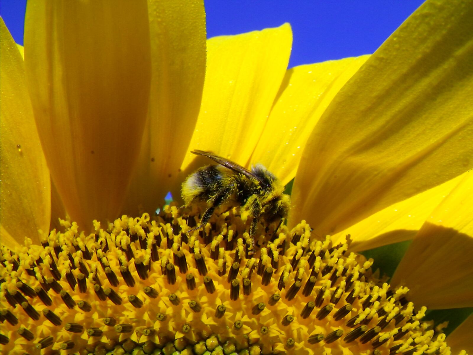 Fujifilm FinePix S1500 sample photo. Sunflower, hummel, blossom photography