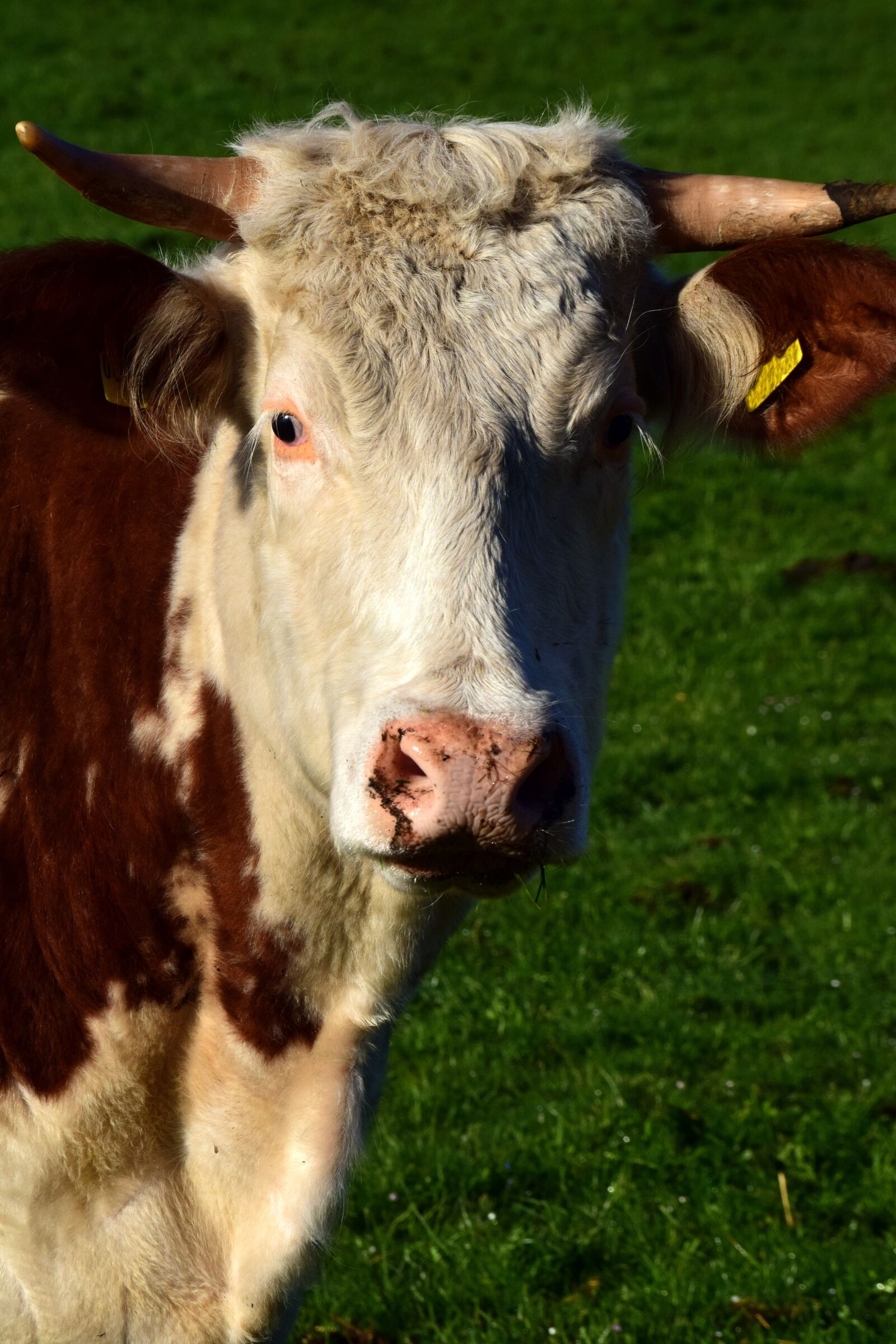 Nikon D3300 sample photo. Farm, mammal, animals photography