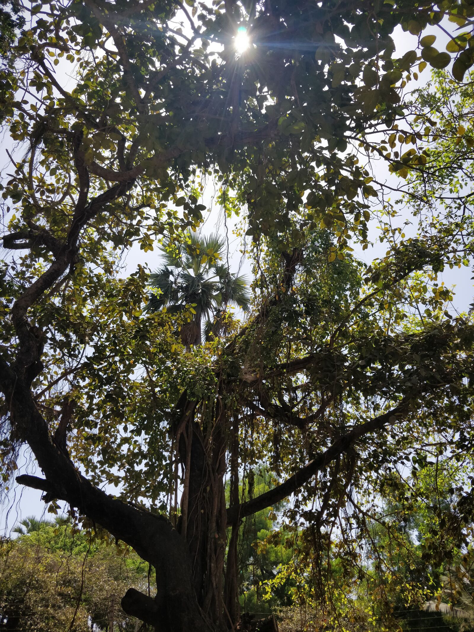 OnePlus 5T sample photo. Tree, sunrays, leaves photography
