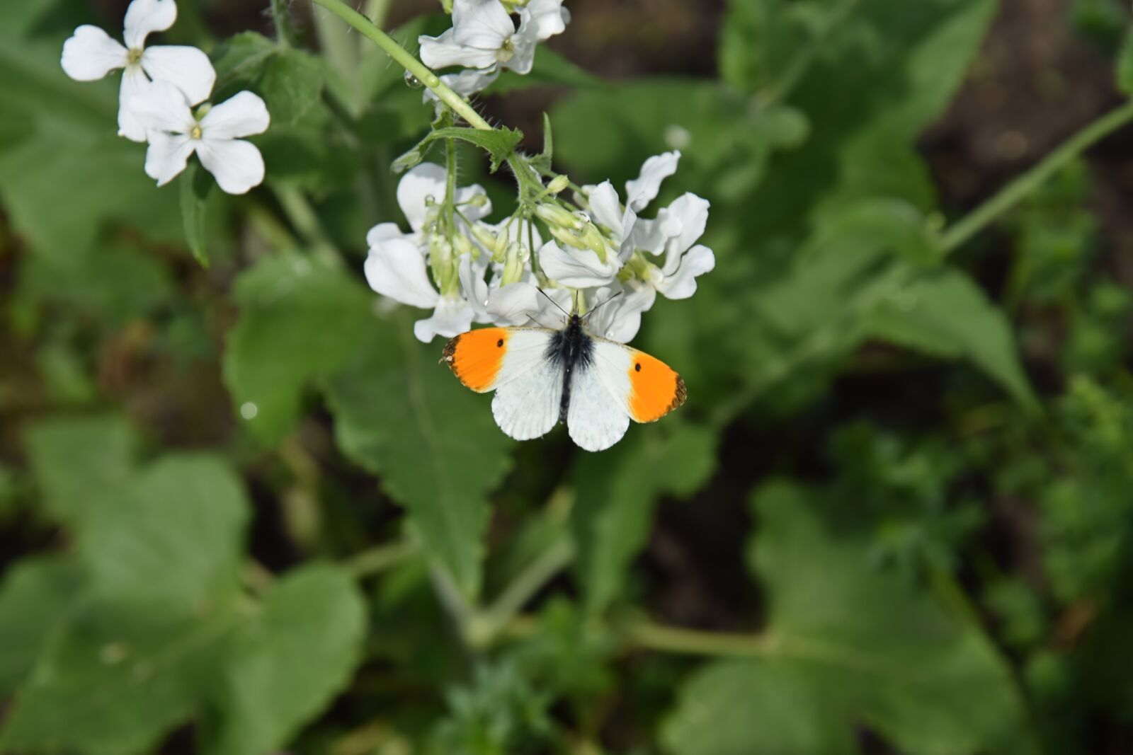 Nikon D3400 sample photo. Nature, plant, garden photography