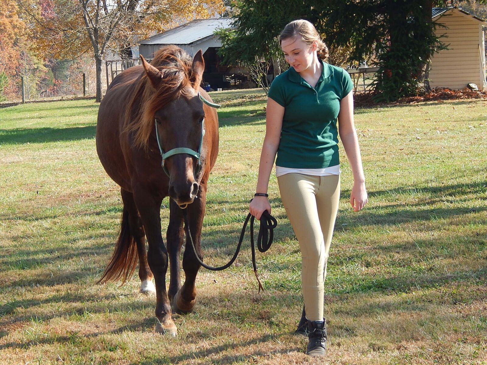 Nikon Coolpix L820 sample photo. Horse, gelding, tennessee walking photography