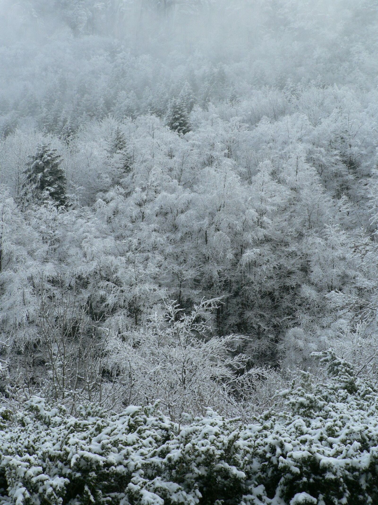 Panasonic DMC-FZ5 sample photo. Frost, winter, snow photography