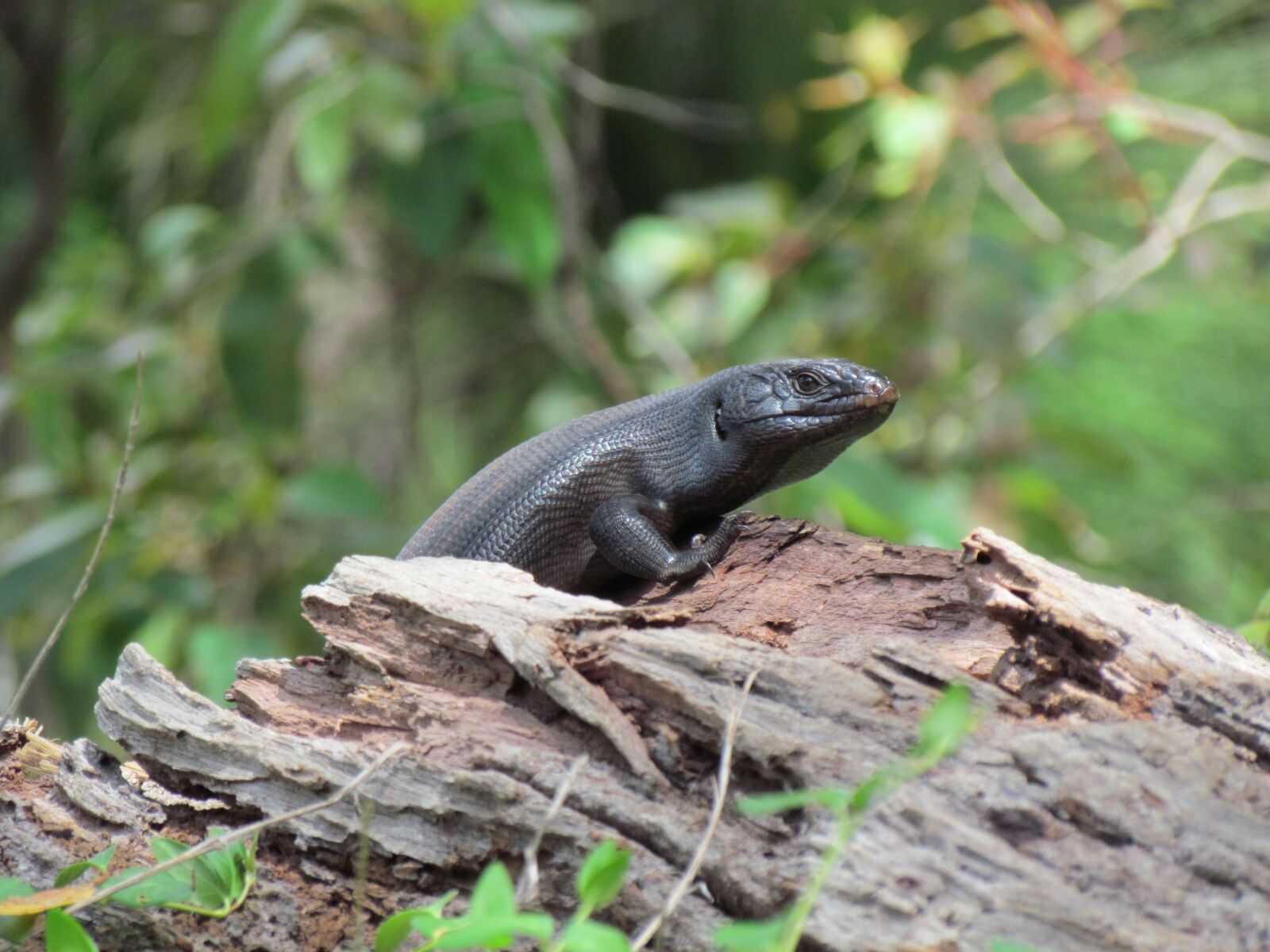 Canon PowerShot SX30 IS sample photo. Lizard, tree trunk, hide photography