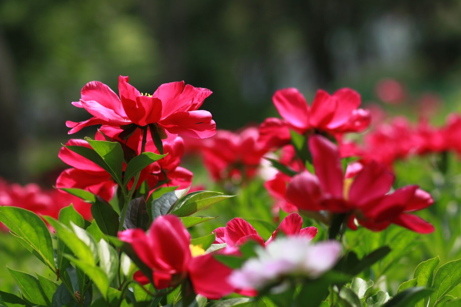 Canon EOS 500D (EOS Rebel T1i / EOS Kiss X3) sample photo. Noel online gift shop photography