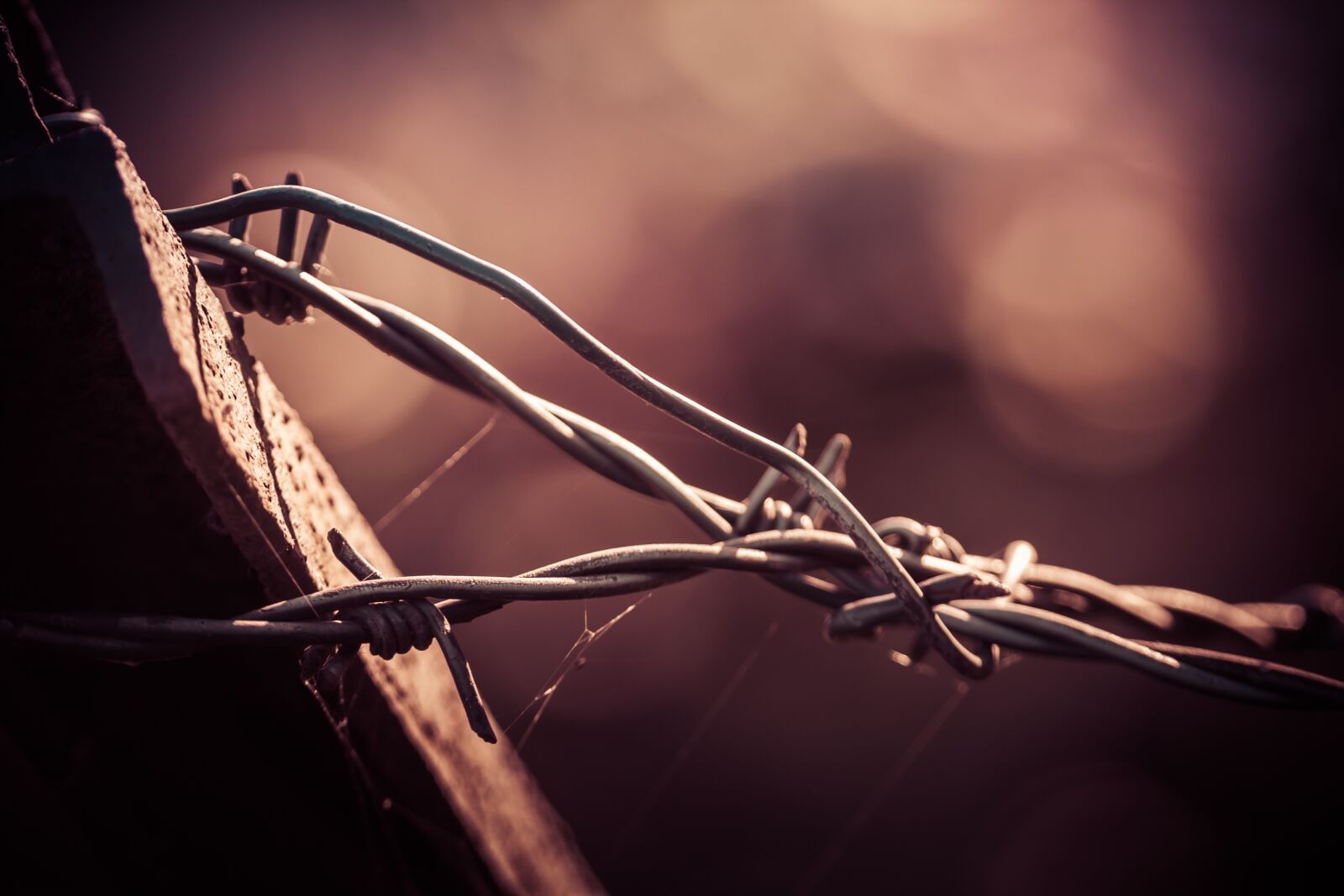 Canon EOS 40D sample photo. Nature, no person, barbed photography