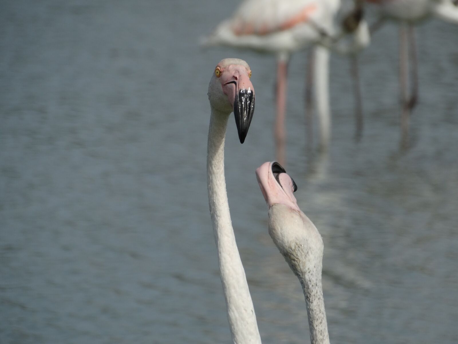Sony Cyber-shot DSC-HX300 sample photo. Two, flamingos, fighting photography