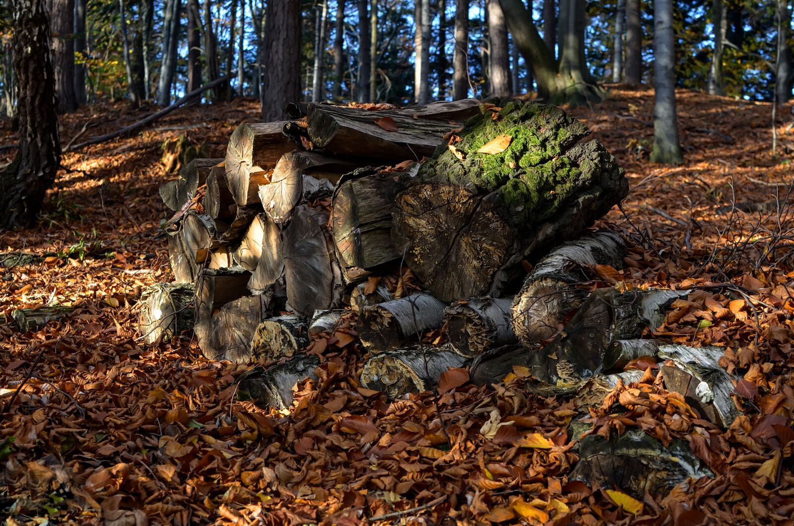 Nikon D7000 sample photo. Wood, autumn, fuel photography