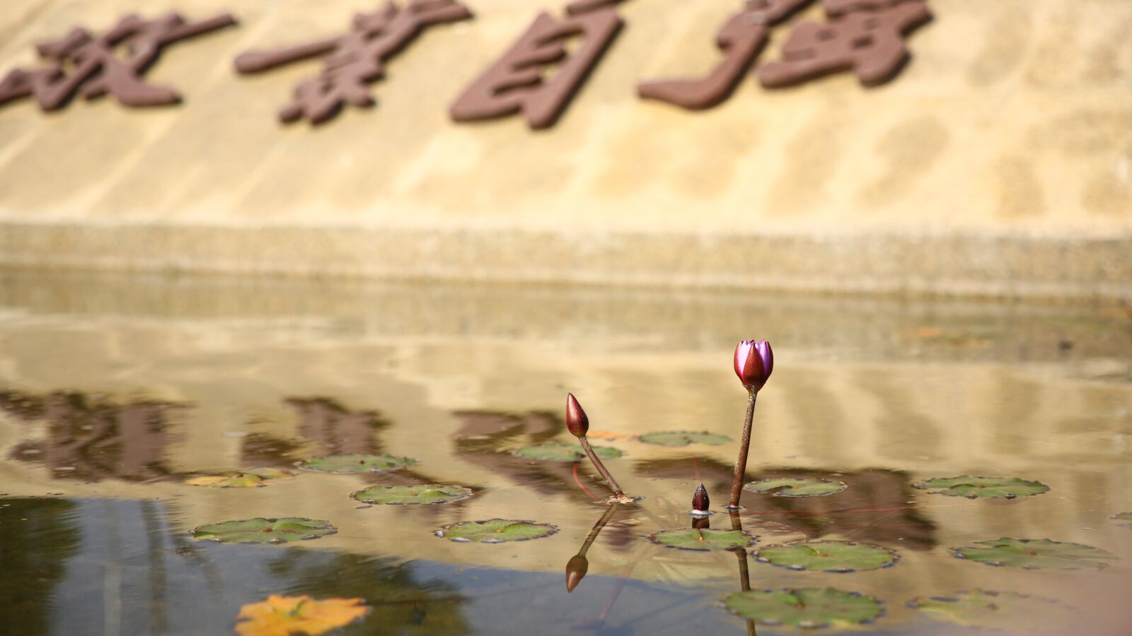 Canon EF 24-70mm F2.8L II USM sample photo. 中国, 自然, flower photography