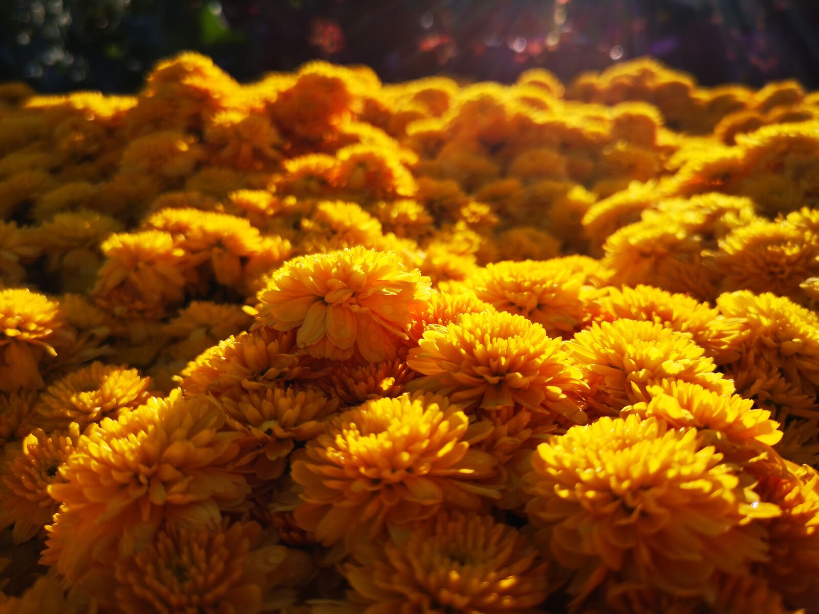 HUAWEI CLT-L29 sample photo. Flower, thailand, plant photography