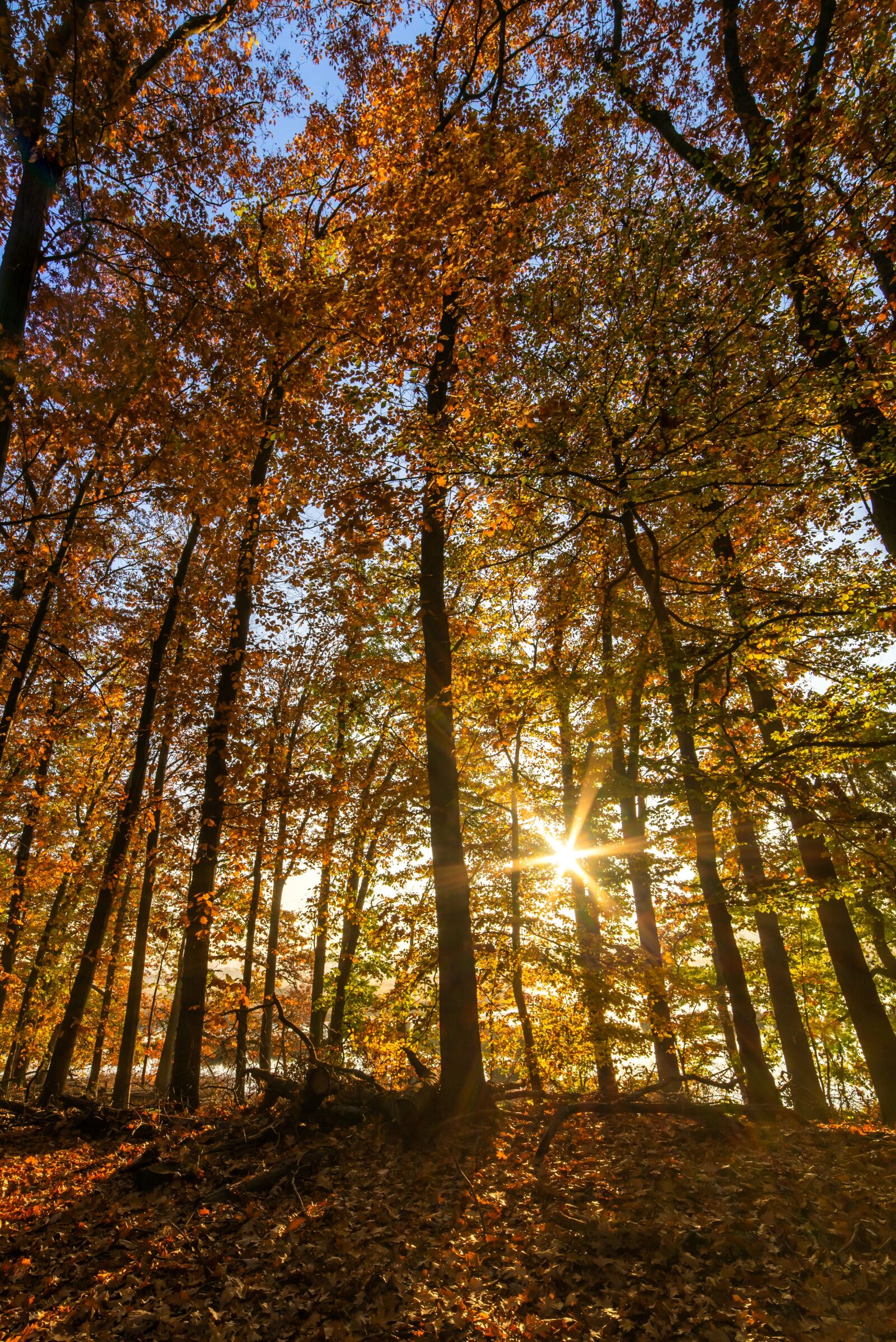 Nikon D600 sample photo. Sunrise, forest, autumn photography