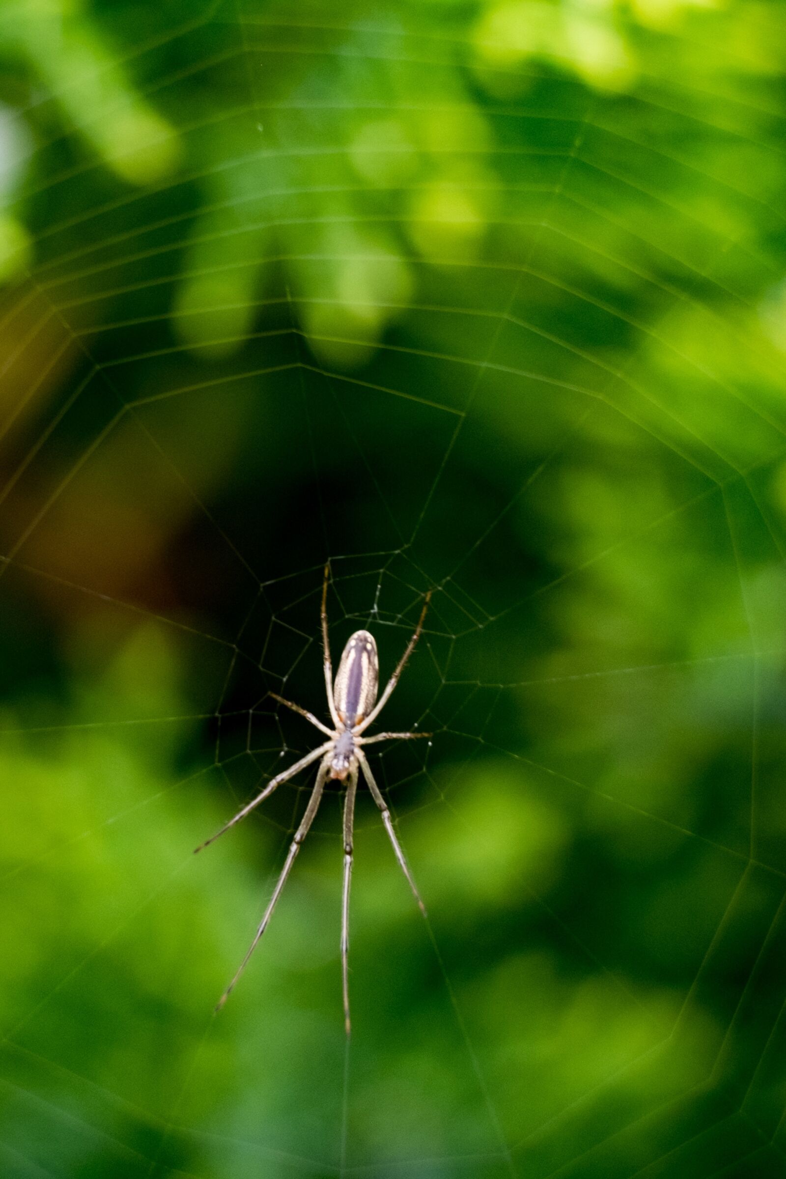 Fujifilm XF 55-200mm F3.5-4.8 R LM OIS sample photo. Spider, hotel, cobweb photography