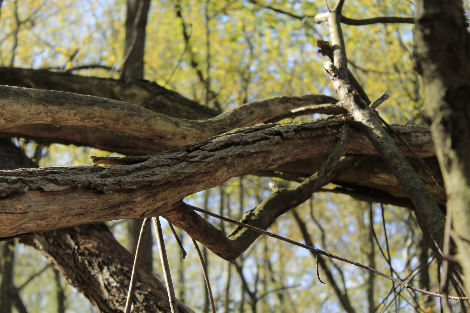 Canon EOS 1300D (EOS Rebel T6 / EOS Kiss X80) sample photo. Tree, forest, nature photography