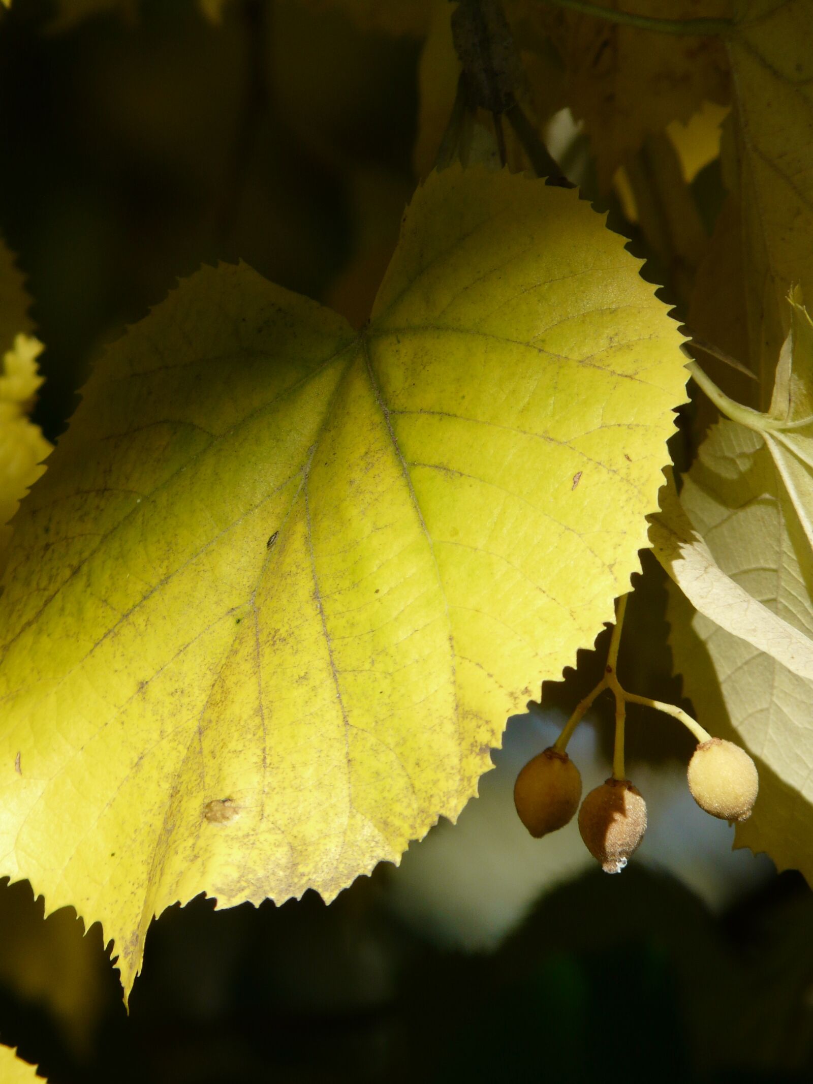 Panasonic DMC-FZ18 sample photo. Lime leaf, linde, light photography
