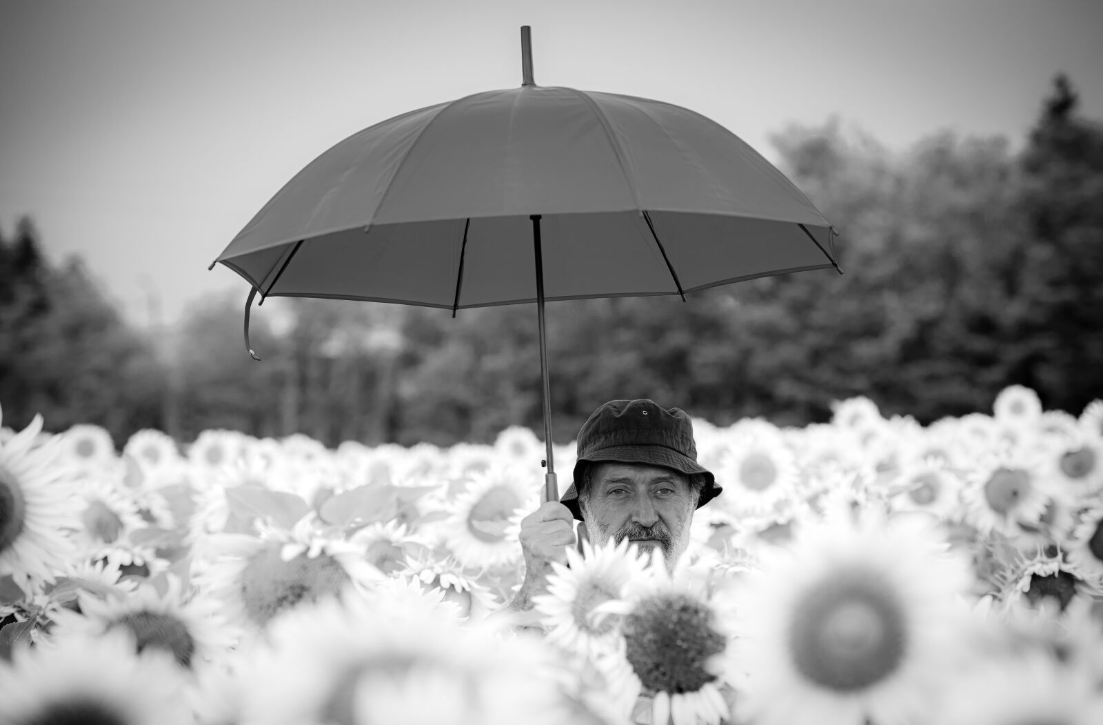 Nikon D750 sample photo. Man, umbrella, sunflowers photography
