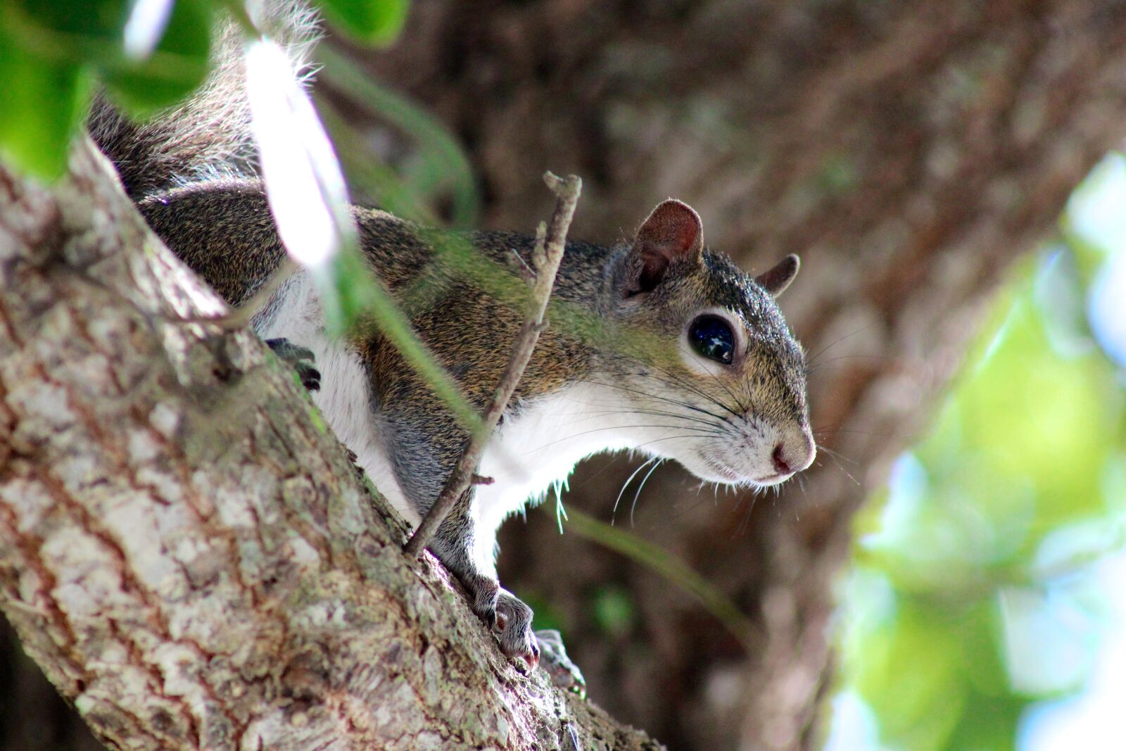 Canon EF 75-300mm f/4-5.6 sample photo. Squirrel, animal, forest photography
