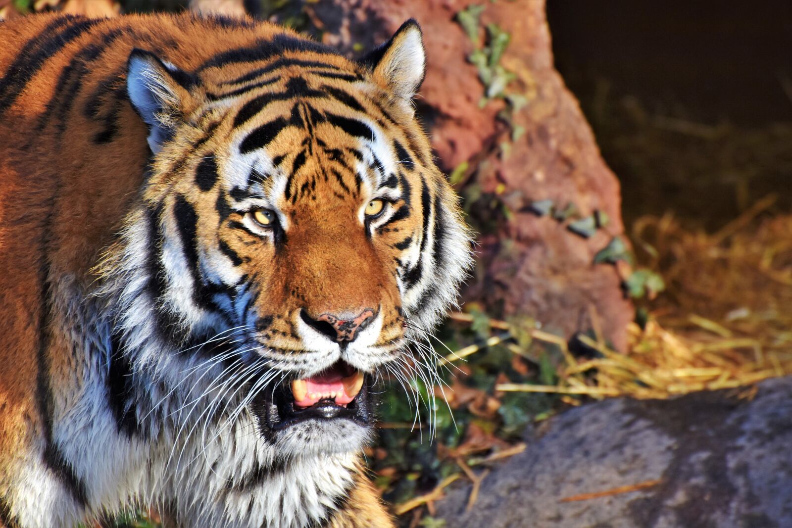 Nikon D7200 sample photo. Tiger, big cat, predator photography