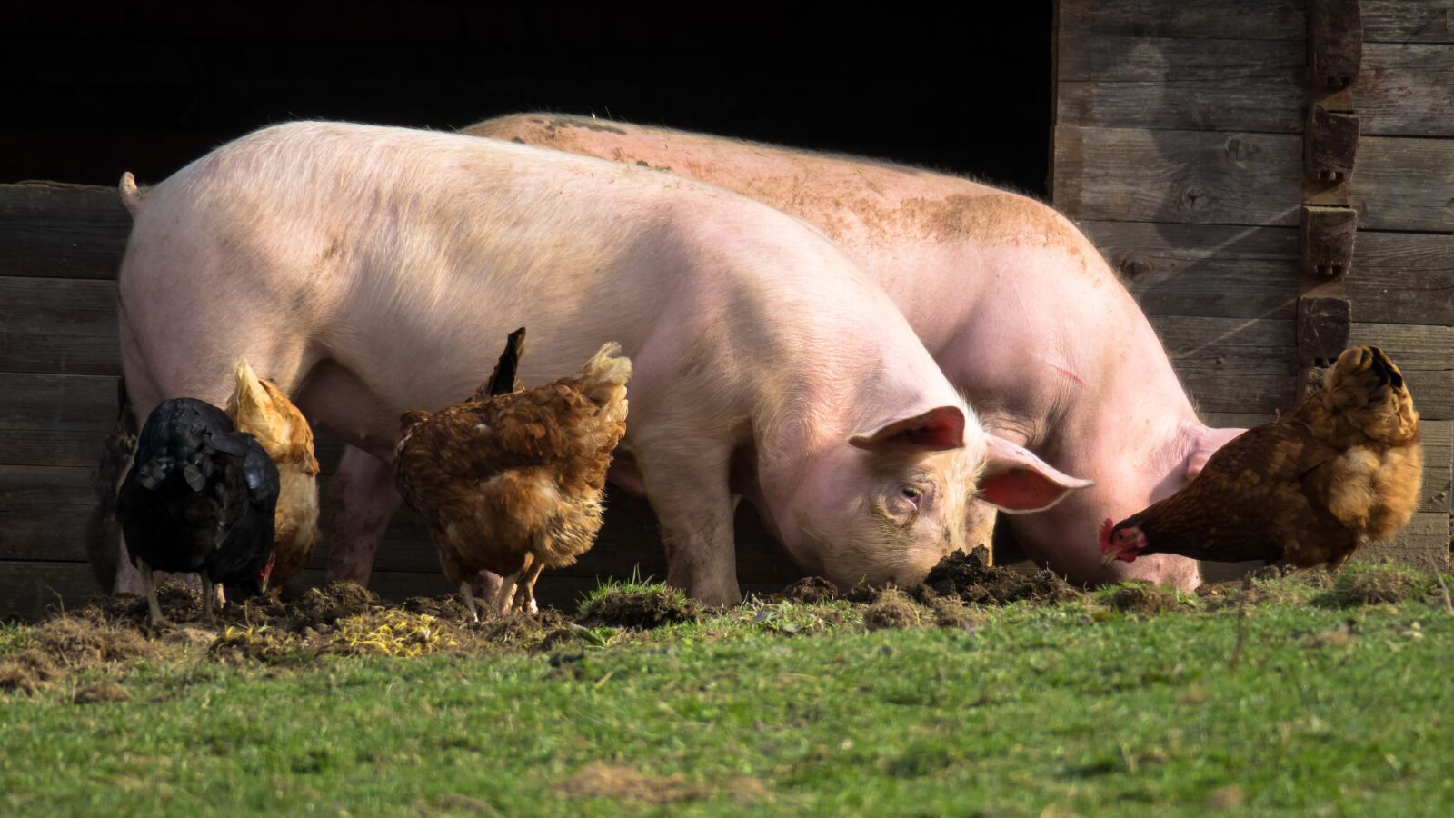 Canon PowerShot G3 X sample photo. Pigs, chickens, farm photography
