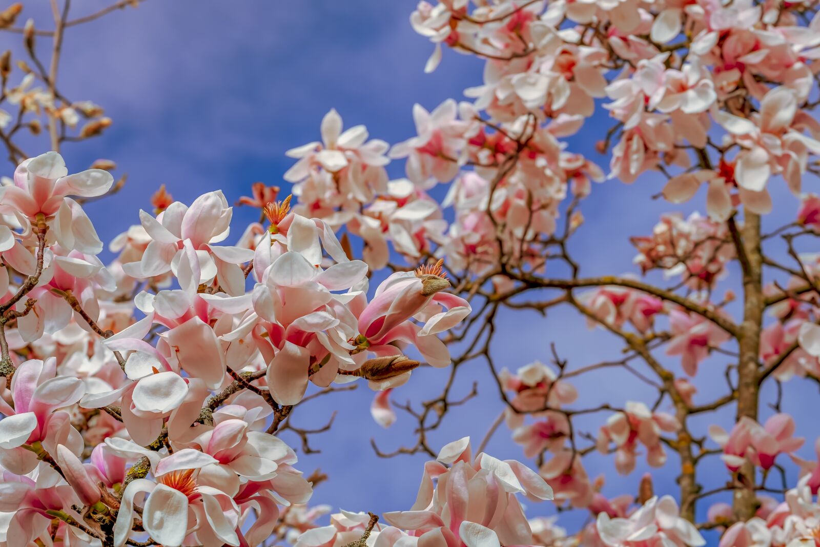 Fujifilm XF 55-200mm F3.5-4.8 R LM OIS sample photo. Tulip magnolia, tree, branch photography