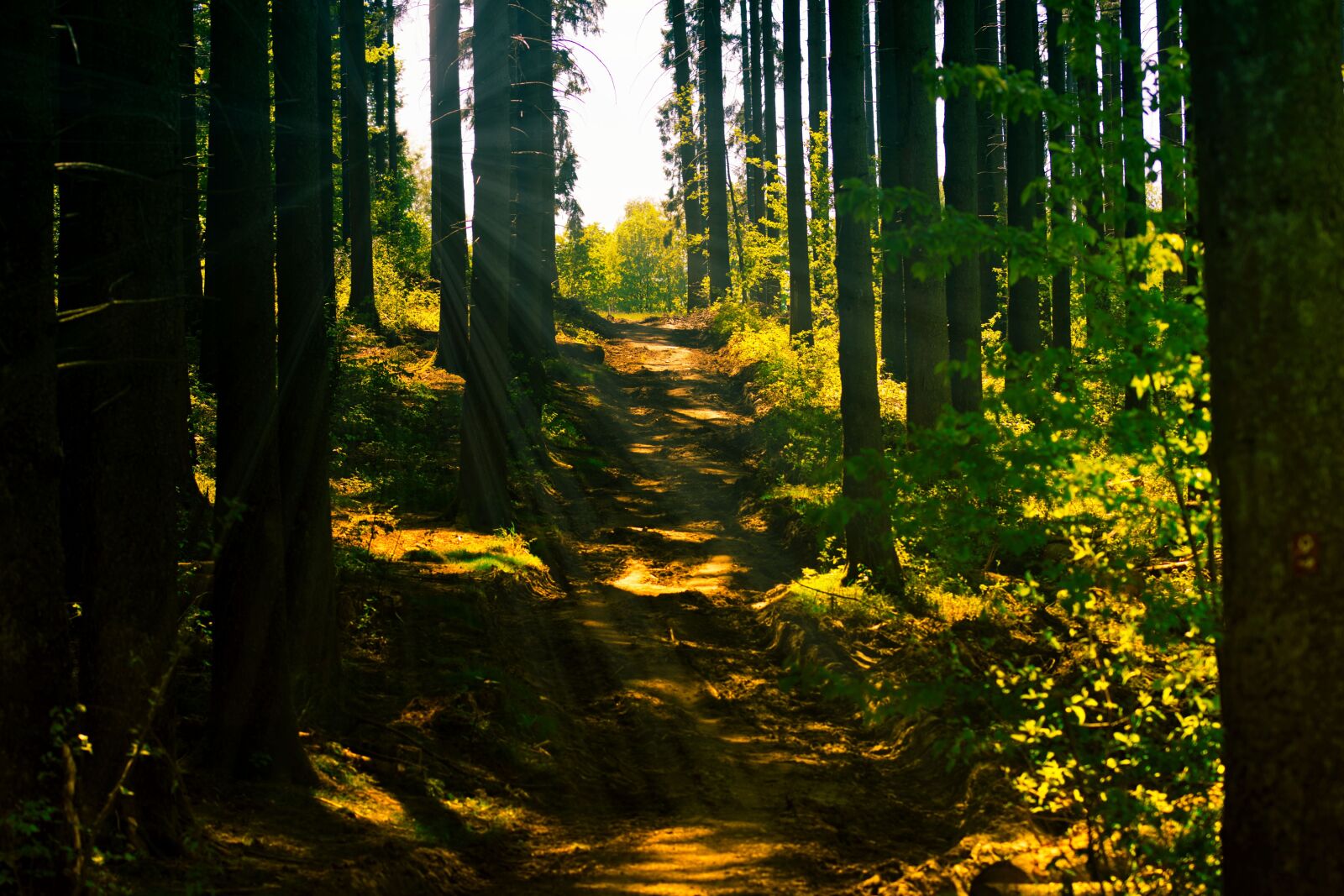 Canon EOS 80D sample photo. Forest, forest path, sunlight photography