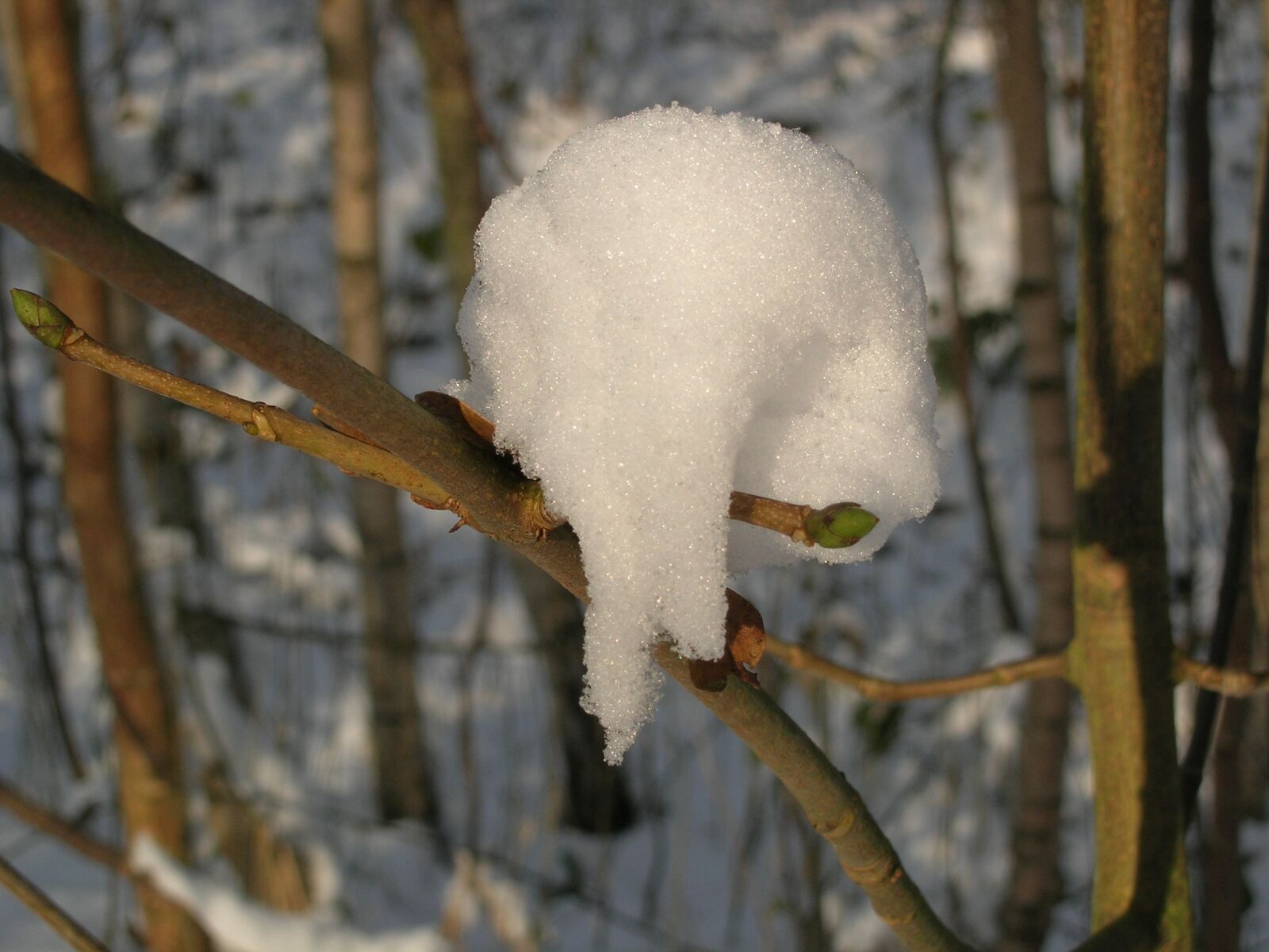 Nikon E5900 sample photo. Snow, winter, branch photography