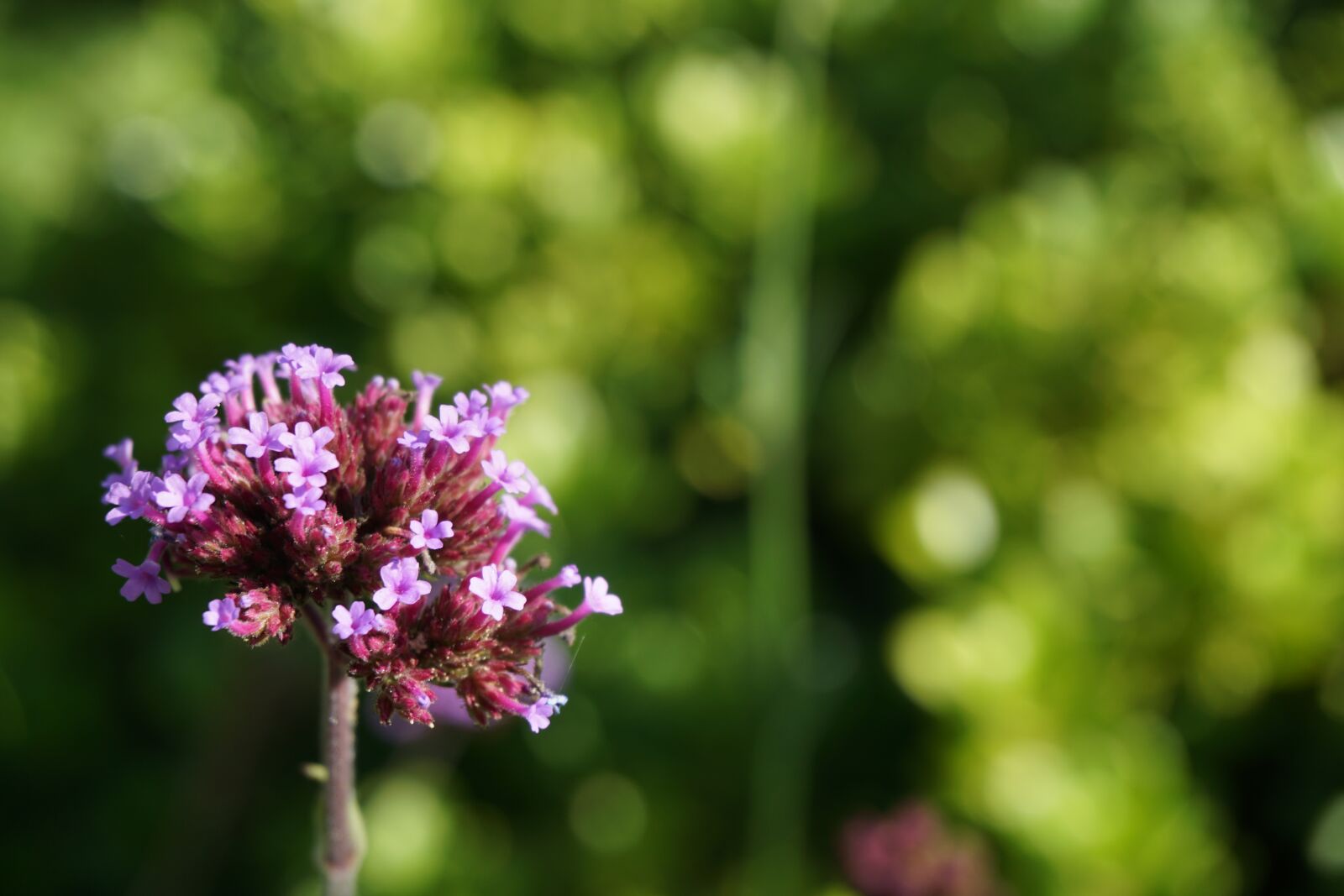 Sony a6000 sample photo. Flower, garden, botany photography