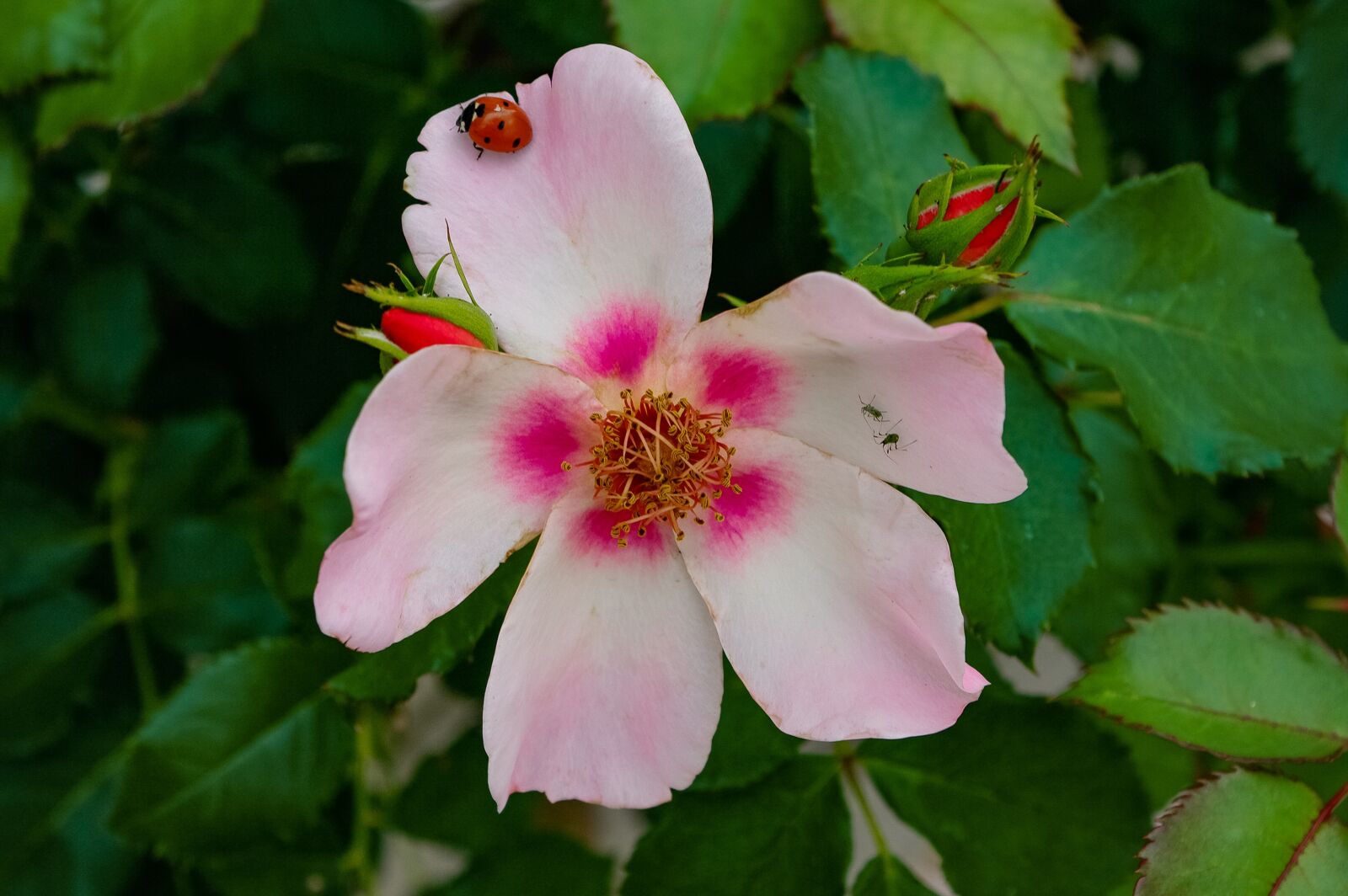 Samsung GX-20 sample photo. Rose, ladybug, flower photography