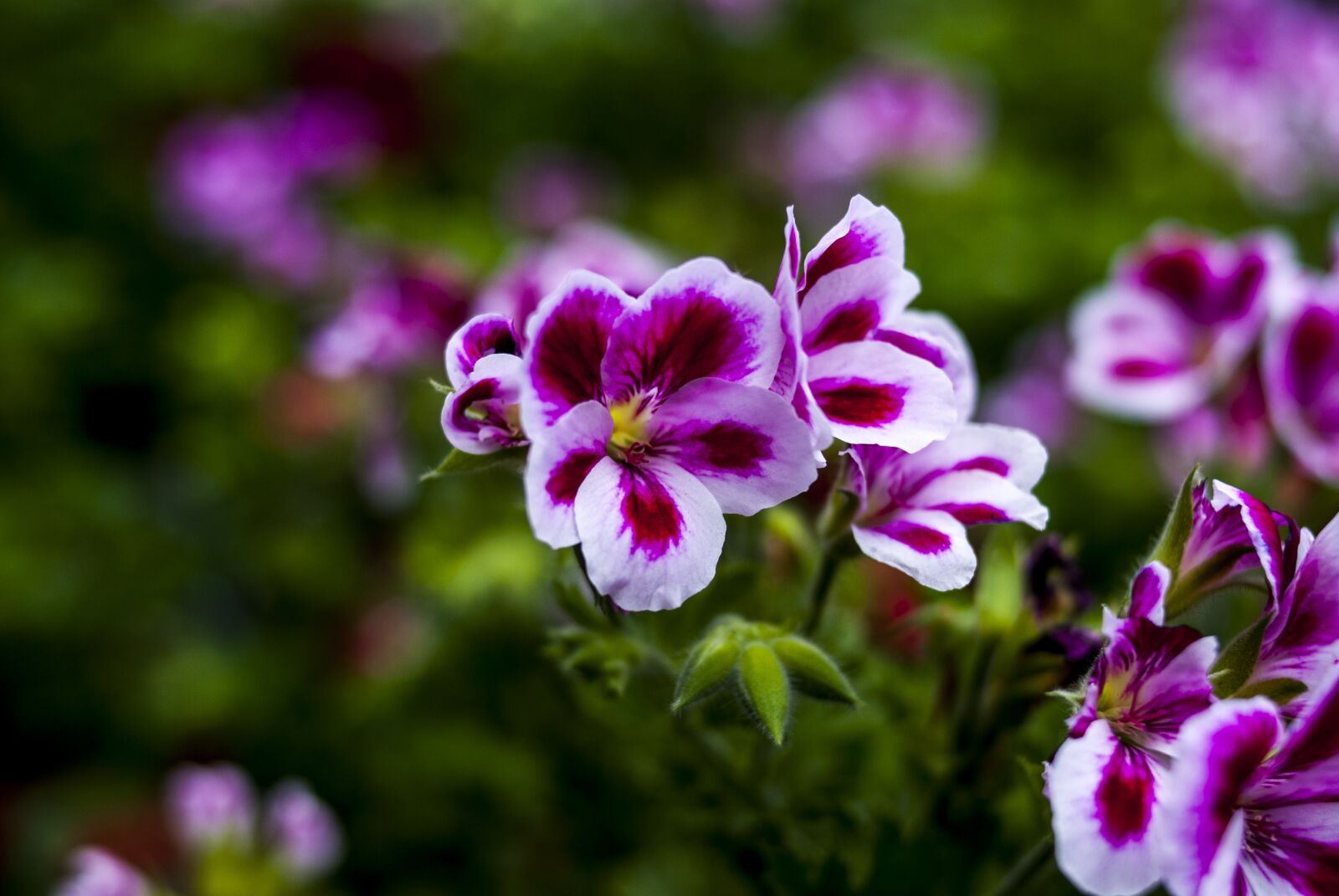 Nikon D60 sample photo. Flower, plant, nature photography