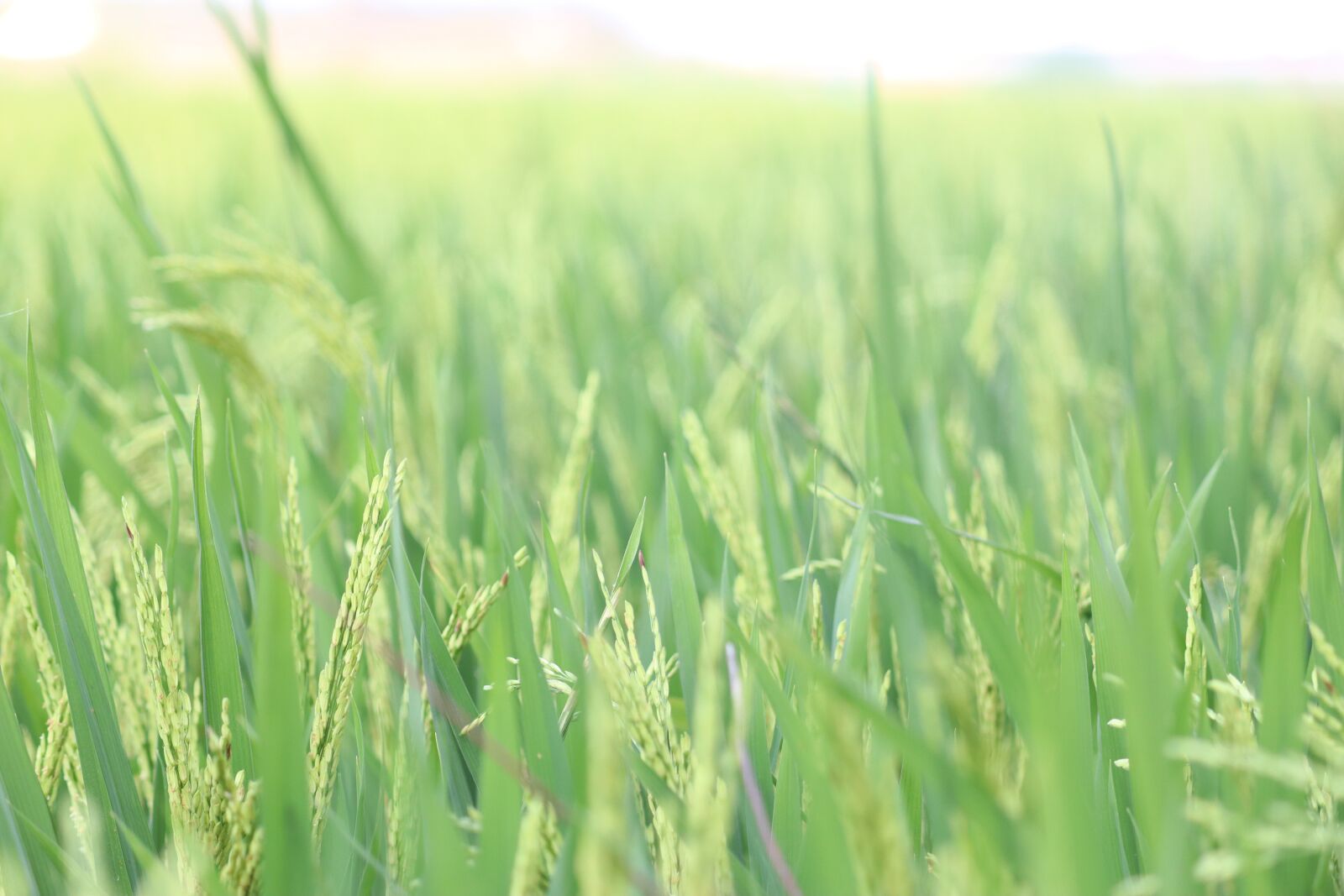 Canon EOS 250D (EOS Rebel SL3 / EOS Kiss X10 / EOS 200D II) sample photo. Crop, green, rice crop photography