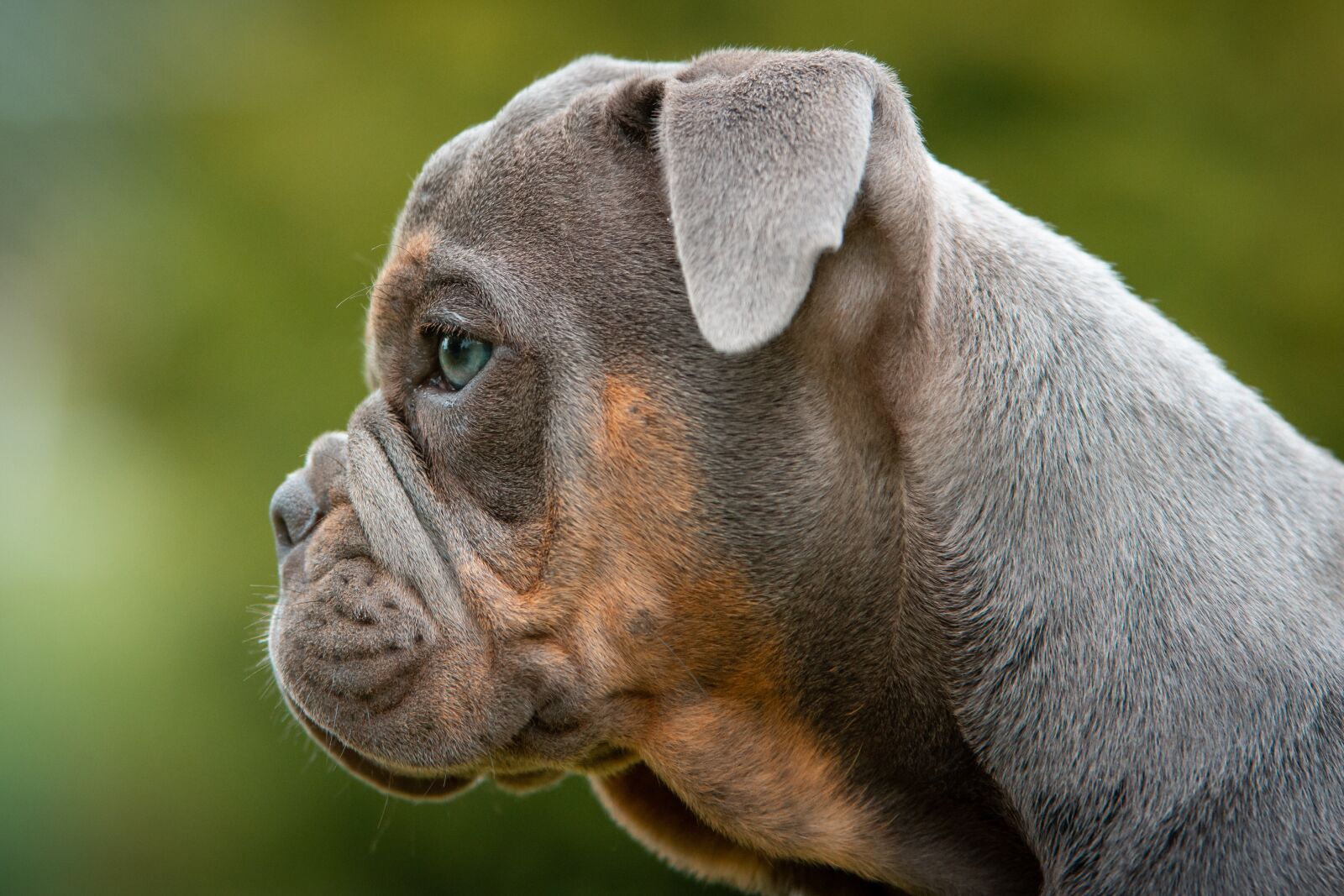 Nikon D7200 sample photo. Puppies, bulldog, portrait photography