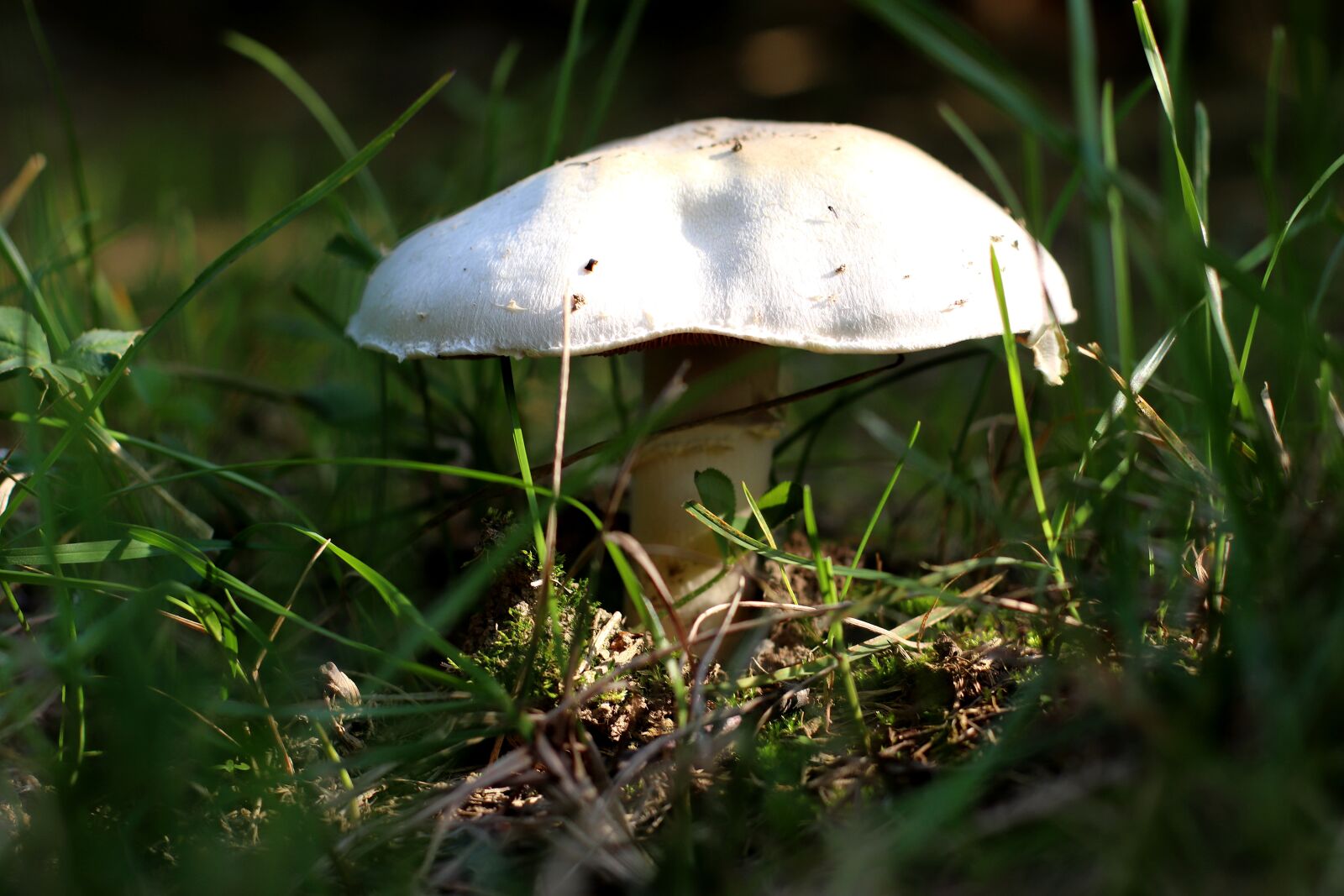 Canon EF 50mm F1.4 USM sample photo. Mushroom, autumn, close up photography