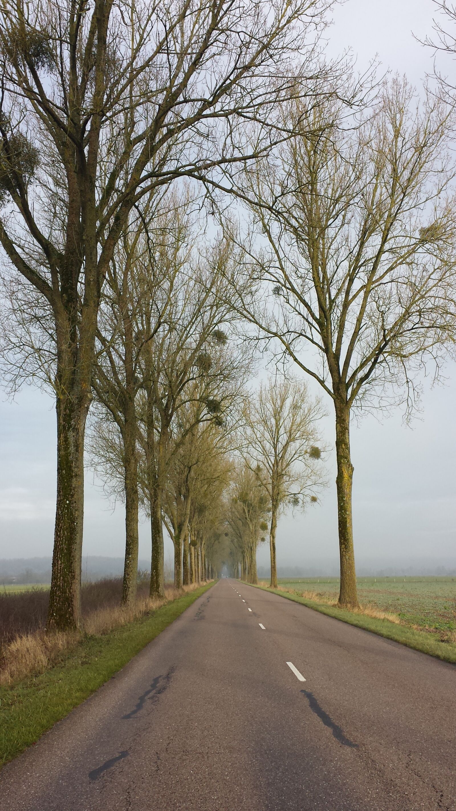 Samsung Galaxy S4 sample photo. Road, alley, trees photography
