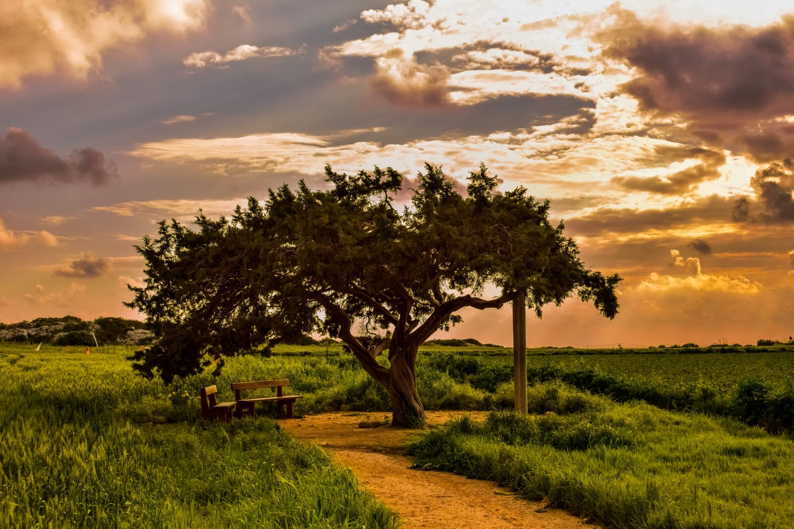 Nikon D3300 sample photo. Tree, landscape, nature photography