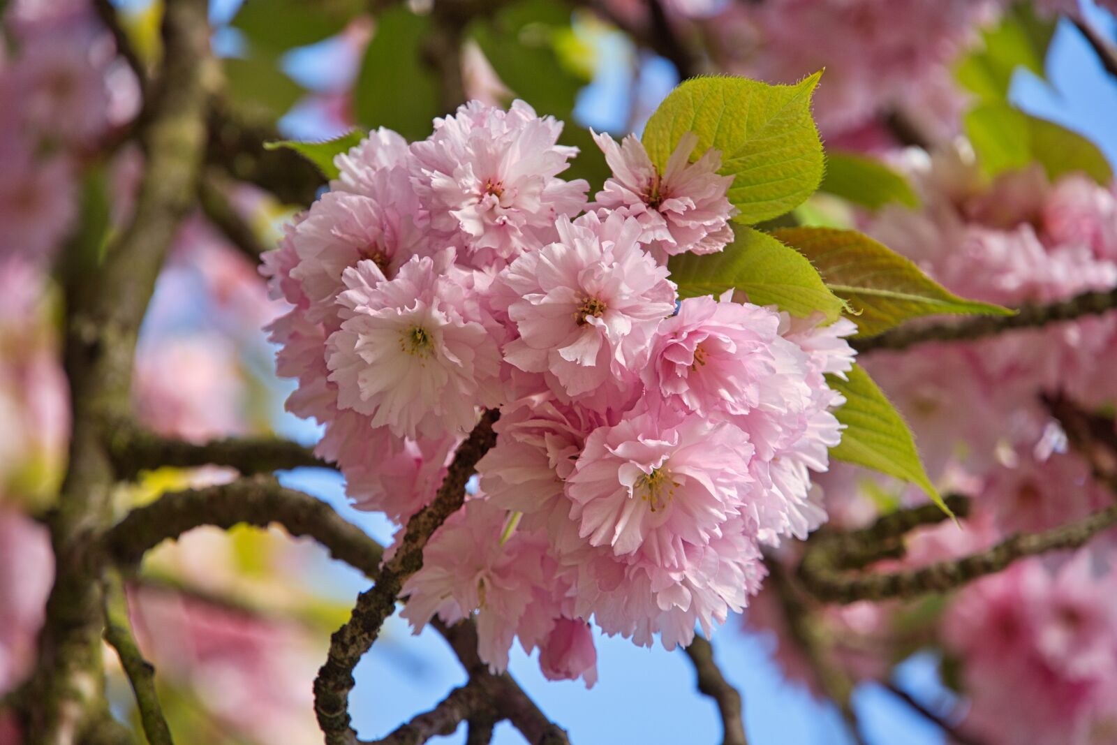 Sony a6400 sample photo. Cherry blossom, park, spring photography