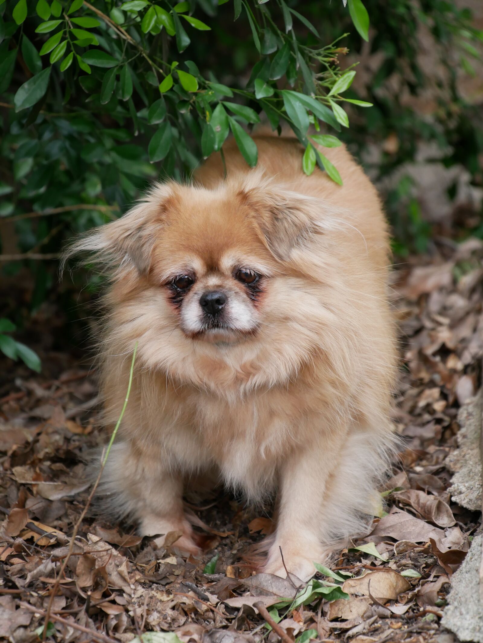 Panasonic Lumix DMC-GX85 (Lumix DMC-GX80 / Lumix DMC-GX7 Mark II) sample photo. Dog, tibetan spaniel, pet photography