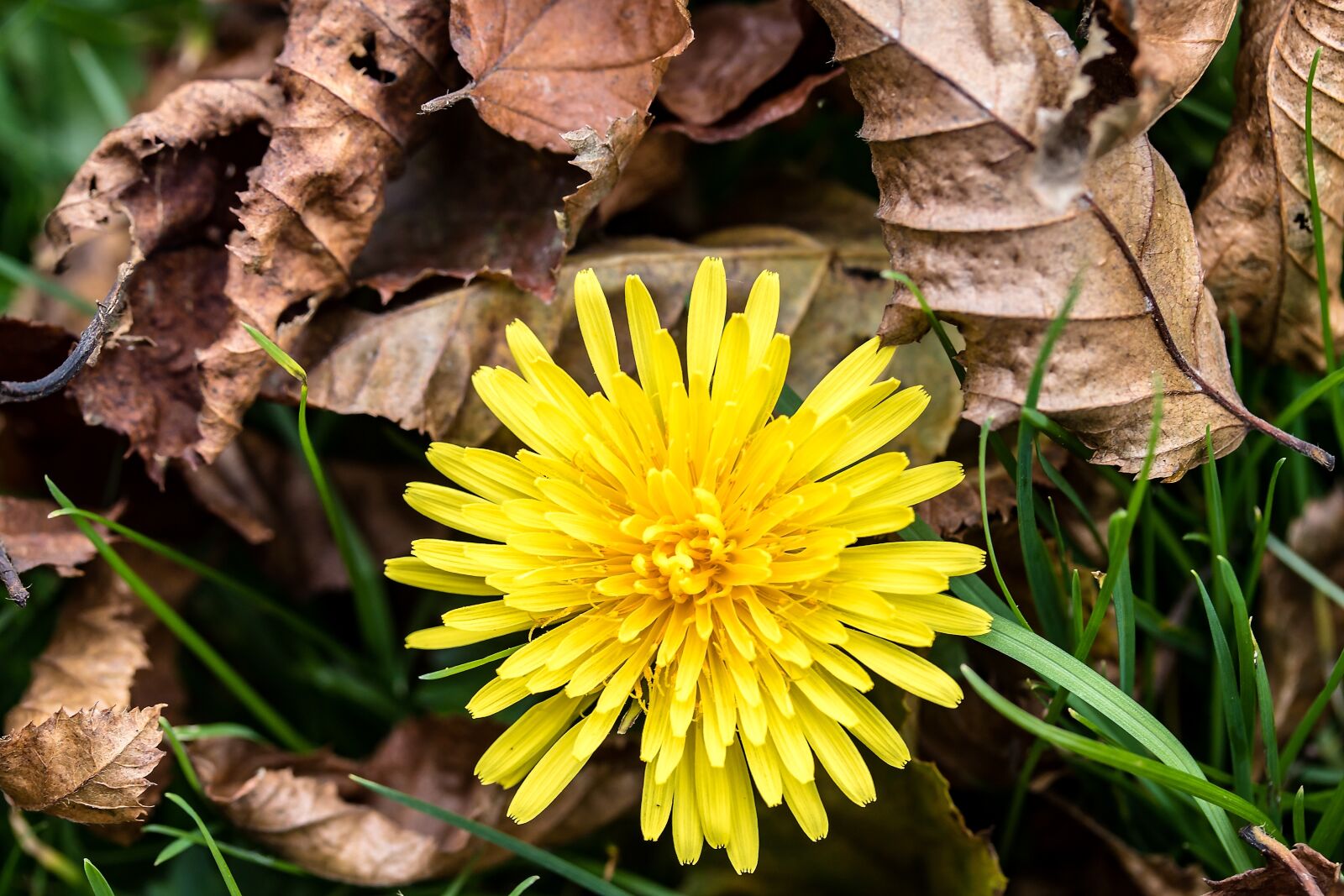 Canon EF-S 60mm F2.8 Macro USM sample photo. Common dandelion, taraxacum sect photography