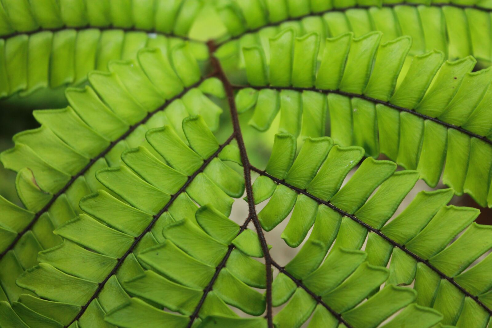 Canon EOS 1100D (EOS Rebel T3 / EOS Kiss X50) sample photo. Fern, green, garden photography