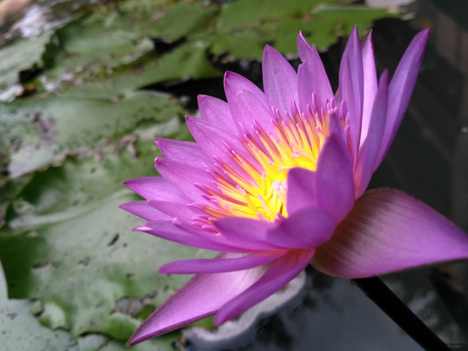 Xiaomi Redmi 3S sample photo. Lotus, flower, leaf photography