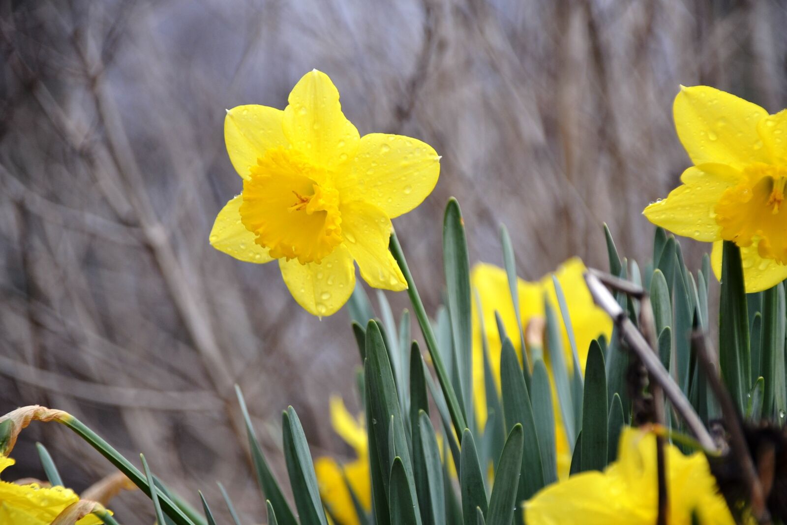 Nikon D3100 sample photo. Spring, springtime, daffodil photography