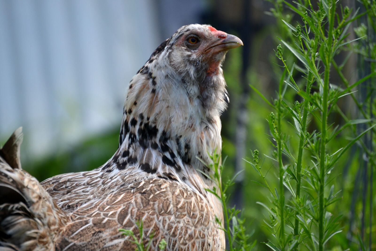 Nikon D3100 sample photo. Backyard, chicken, hen photography