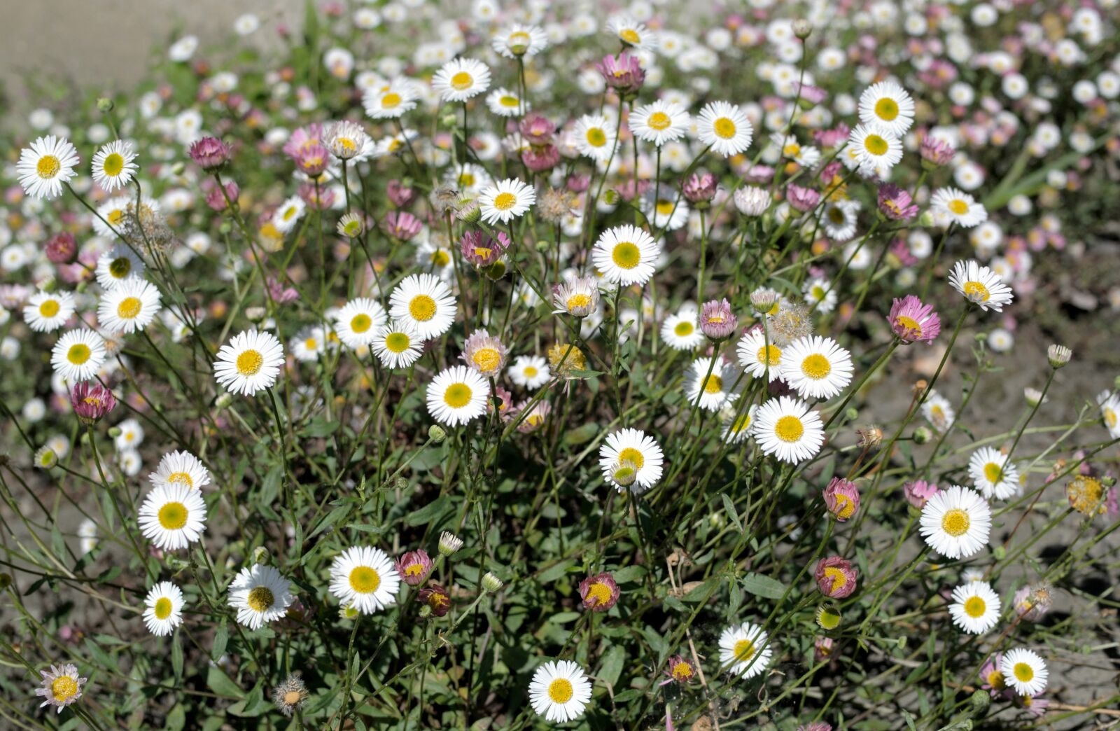 Nikon 1 J2 sample photo. Daisy, flower, nature photography