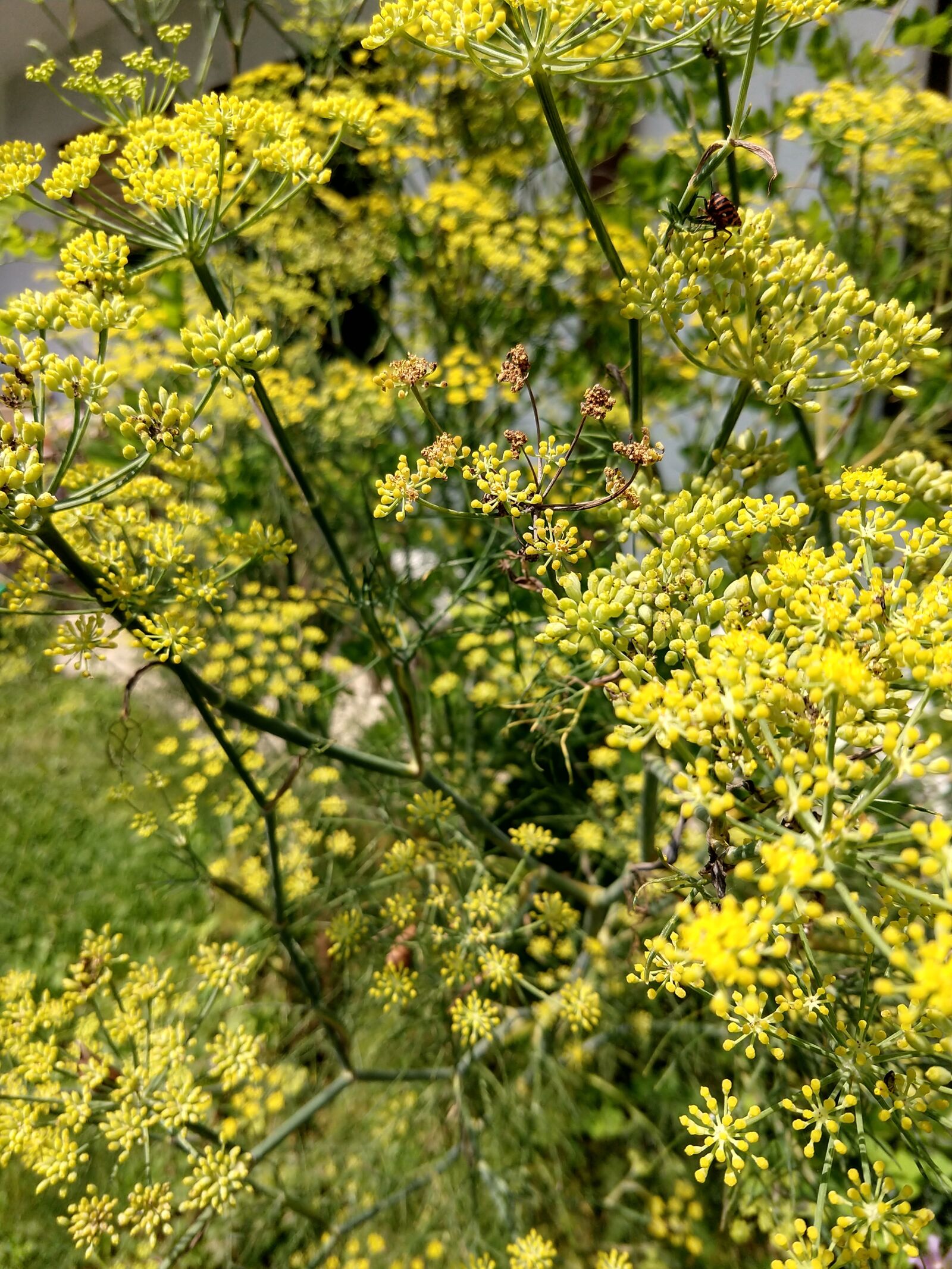 Motorola moto x4 sample photo. Vegetable, green, yellow photography