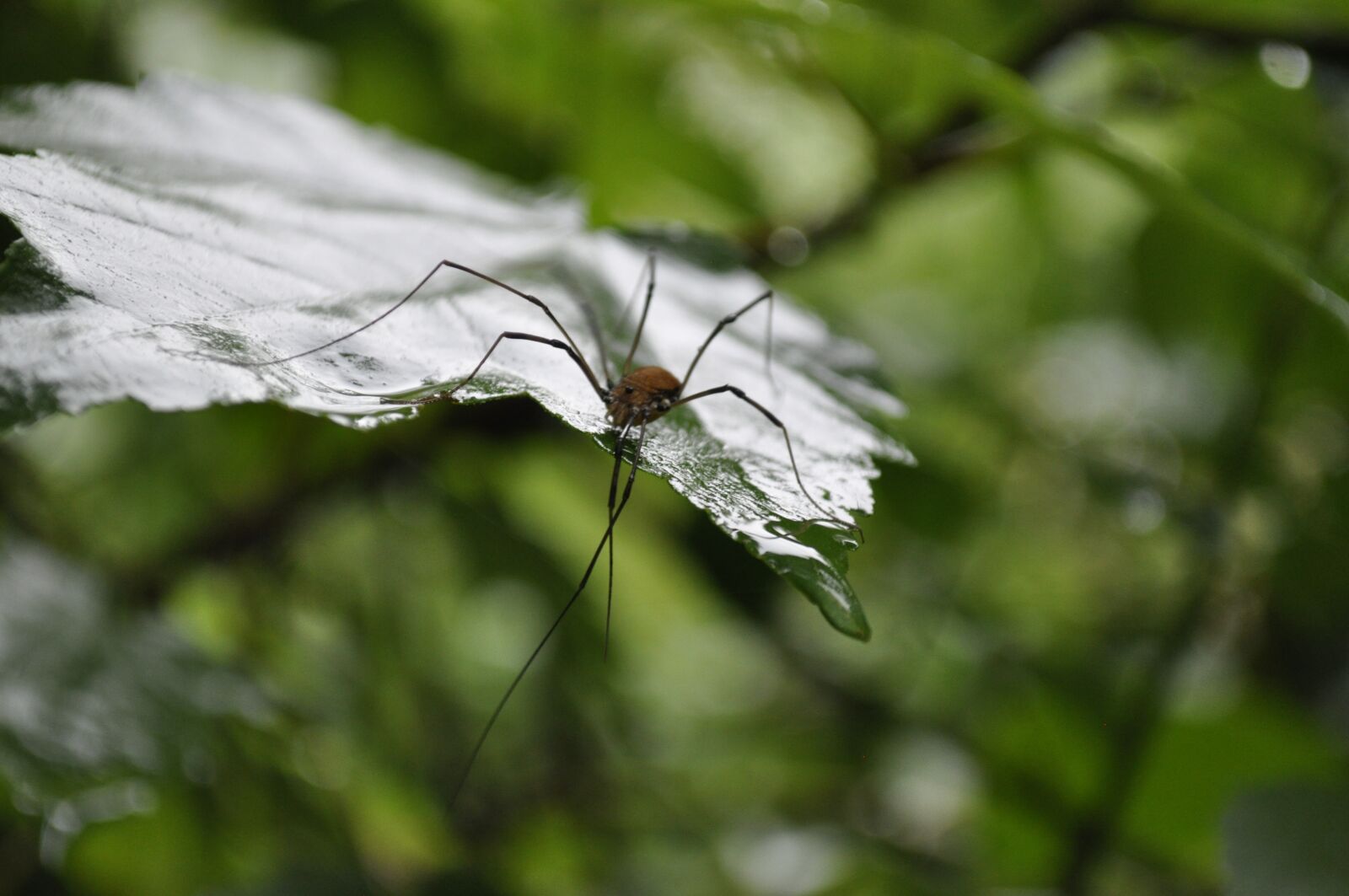 Nikon D5000 sample photo. Spider, rain, predator photography
