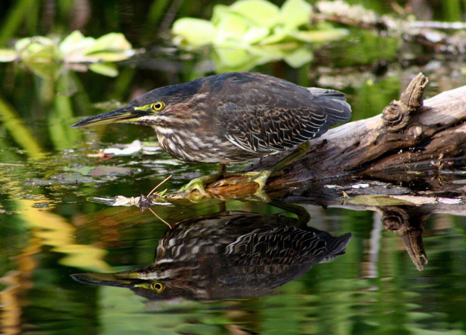 Canon EOS 1000D (EOS Digital Rebel XS / EOS Kiss F) sample photo. Green heron, wildlife, bird photography