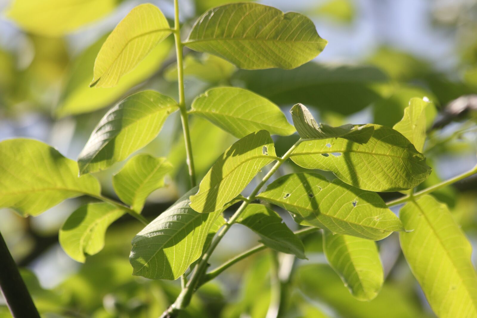 Canon EOS 550D (EOS Rebel T2i / EOS Kiss X4) sample photo. Foliage, green, bush photography