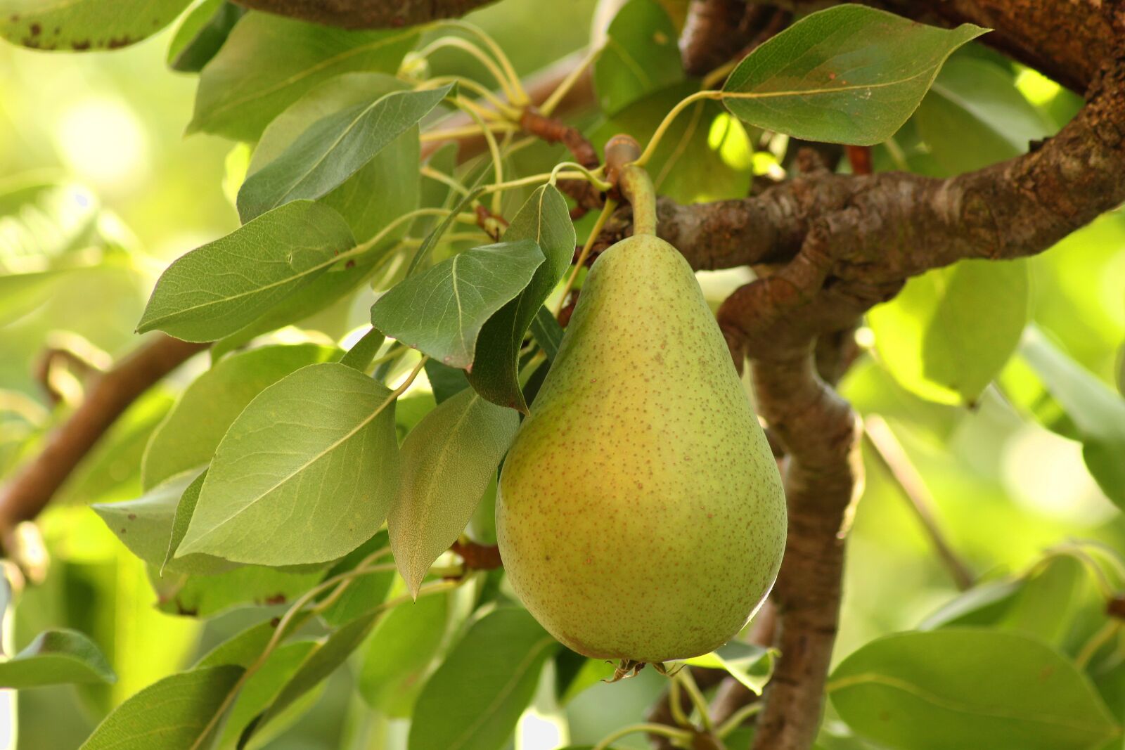 Canon EOS 1300D (EOS Rebel T6 / EOS Kiss X80) sample photo. Pear, tree, green photography