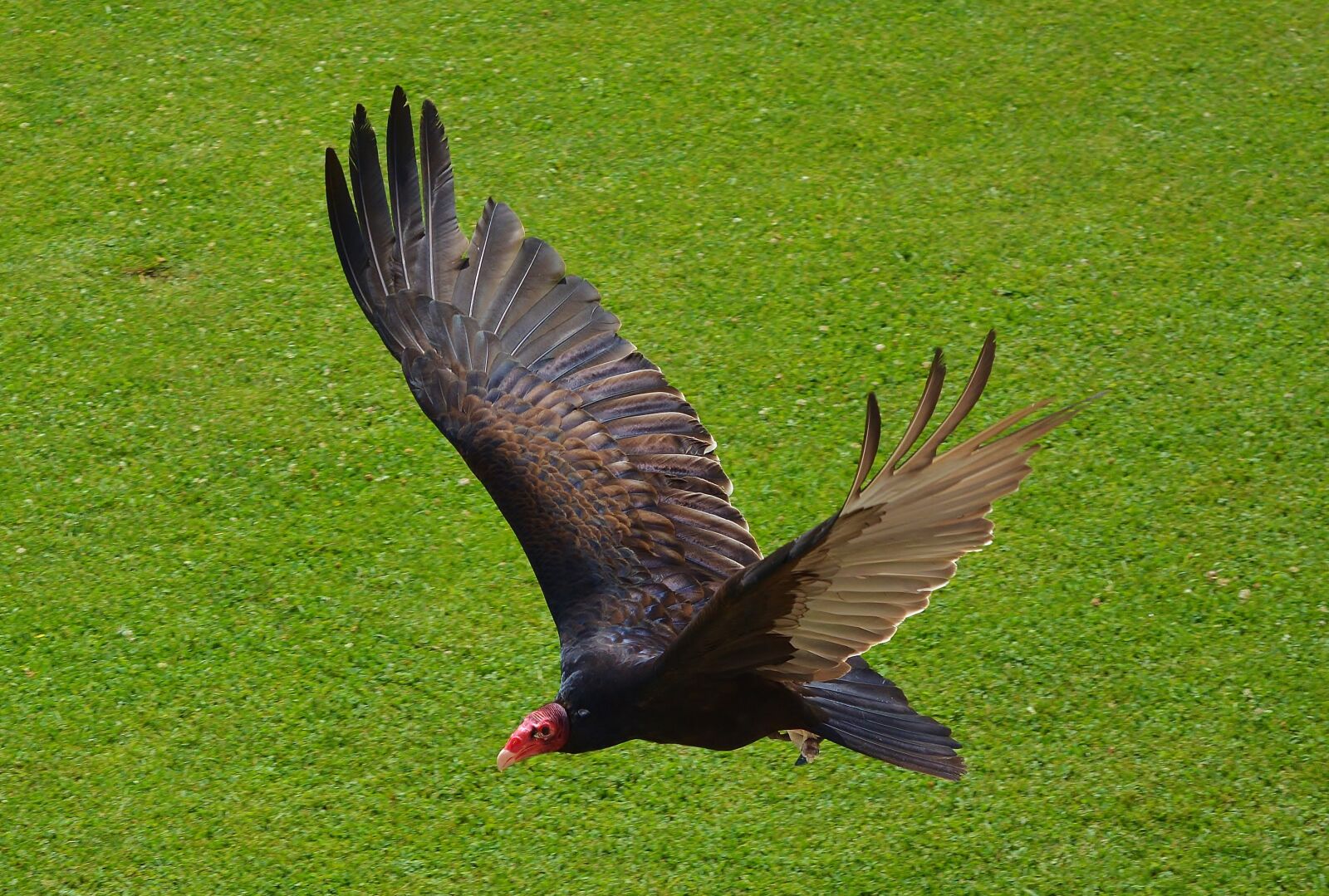 Nikon D5200 sample photo. Bird, vulture, animal world photography
