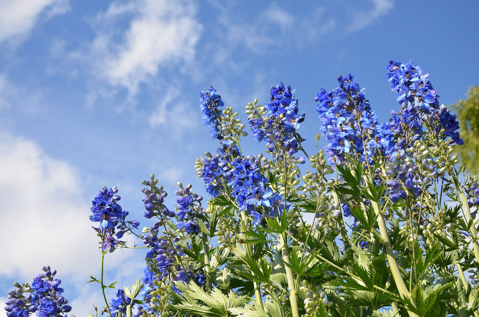 Nikon D7000 sample photo. Flower, purple, blossom photography