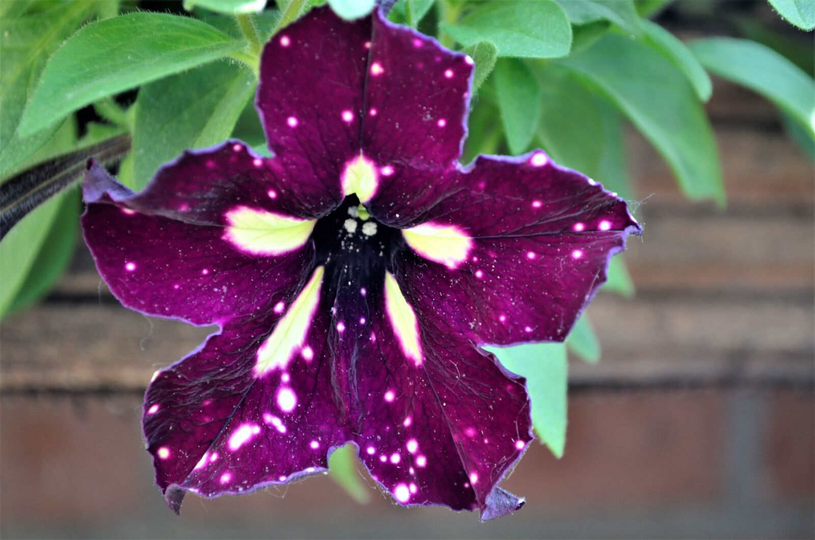 Nikon D5100 sample photo. Flower, spring, bloom photography