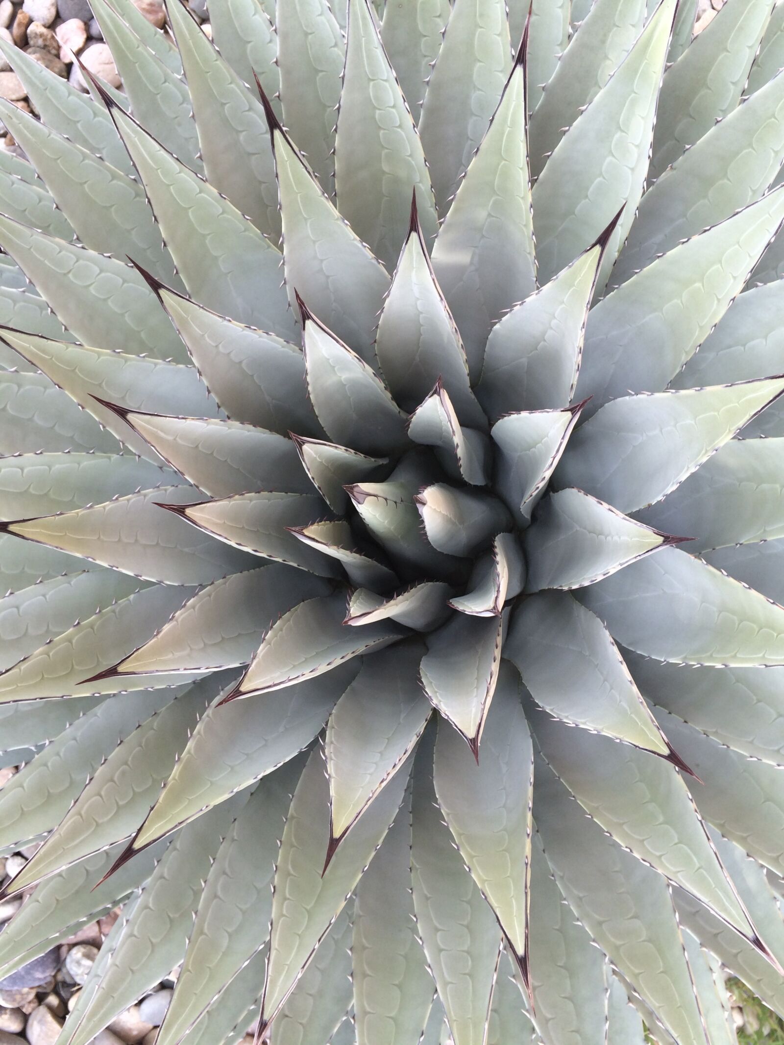 Apple iPhone 5s sample photo. Agave, cactus photography